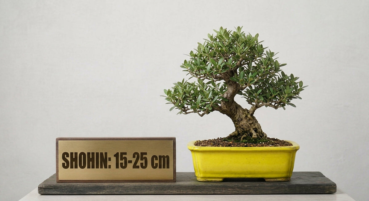 Shohin (Bonsái de 15 cm a 25 cm)