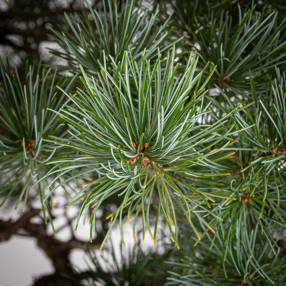 Detalle de las aciculas sanas de pinus pentaphylla.