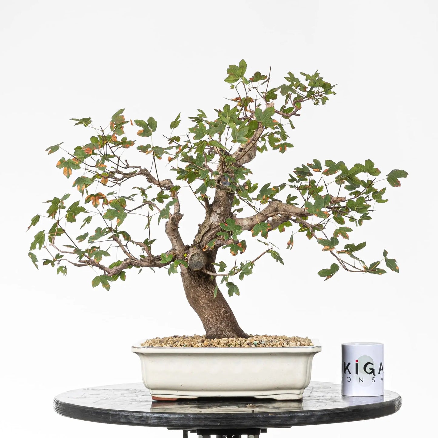 Comparativa de tamaño de bonsái de arce con taza de Ikigai Bonsái