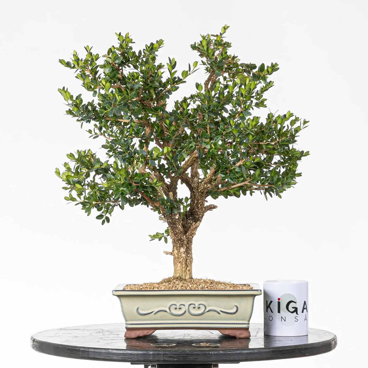 Comparativa de tamaño de bonsai con taza de café de ikigai bonsai.