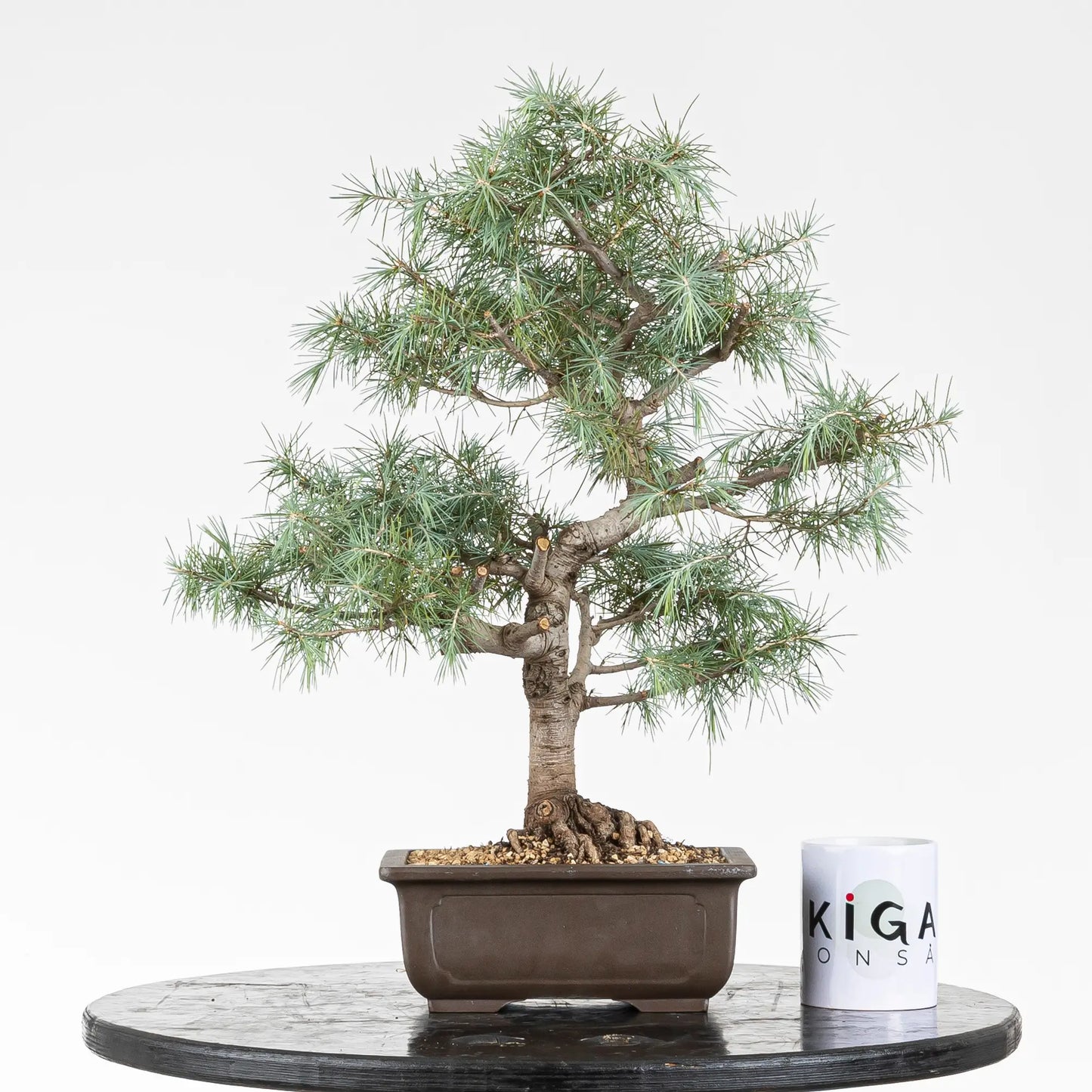 Comparativa de cedro del himalaya con taza de Ikigai bonsái