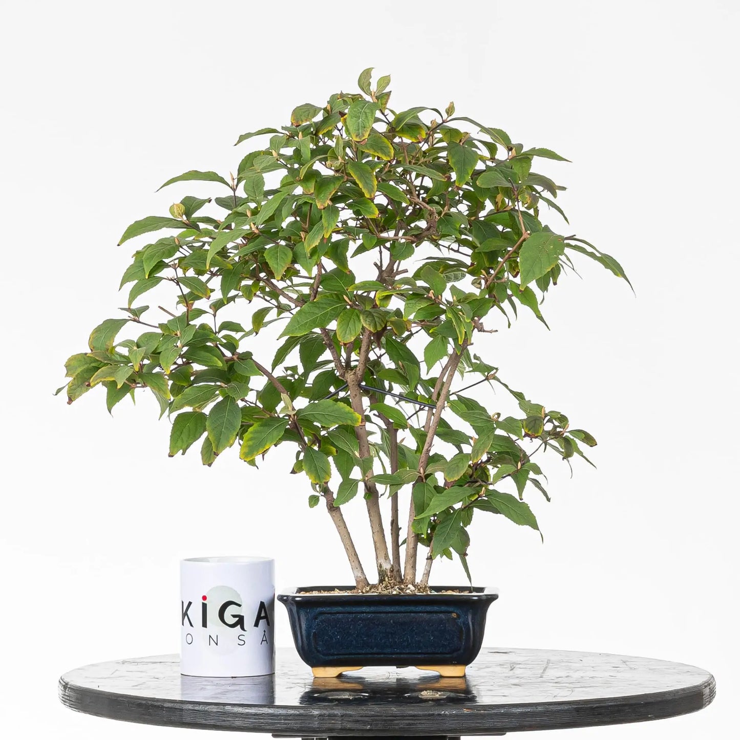 Comparativa de tamaño de bonsai de calicarpa estilo bosque con una taza de café de la tienda ikigai bonsái.