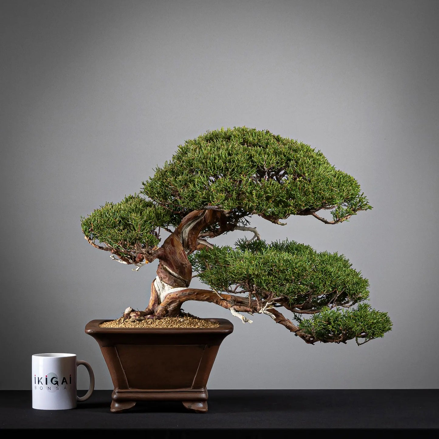 Comparativa de tamaño de bonsai de juniperus itoigawa de tamaño kifu con una taza de café de la tienda ikigai bonsái.