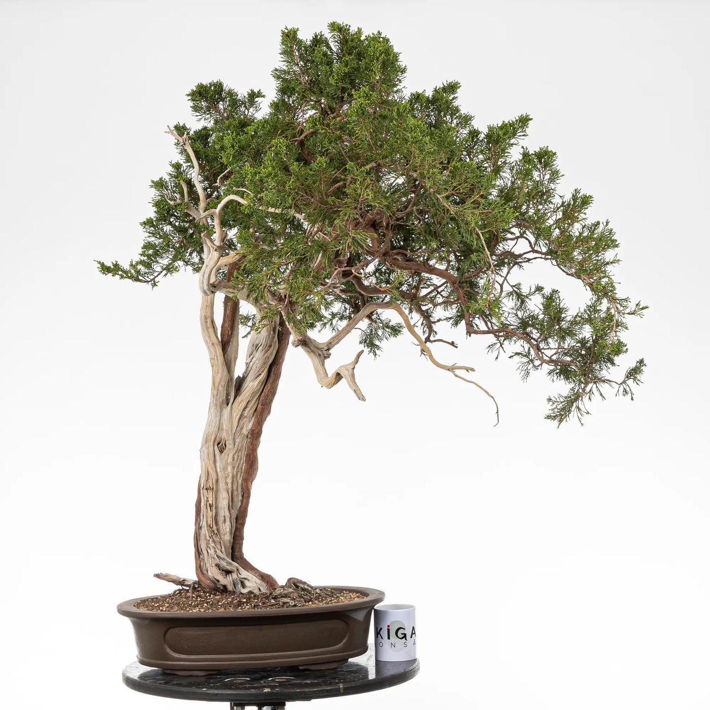 Comparativa de tamaño de bonsai yamadori de juniperus sabina con una taza de café de la tienda ikigai bonsai.