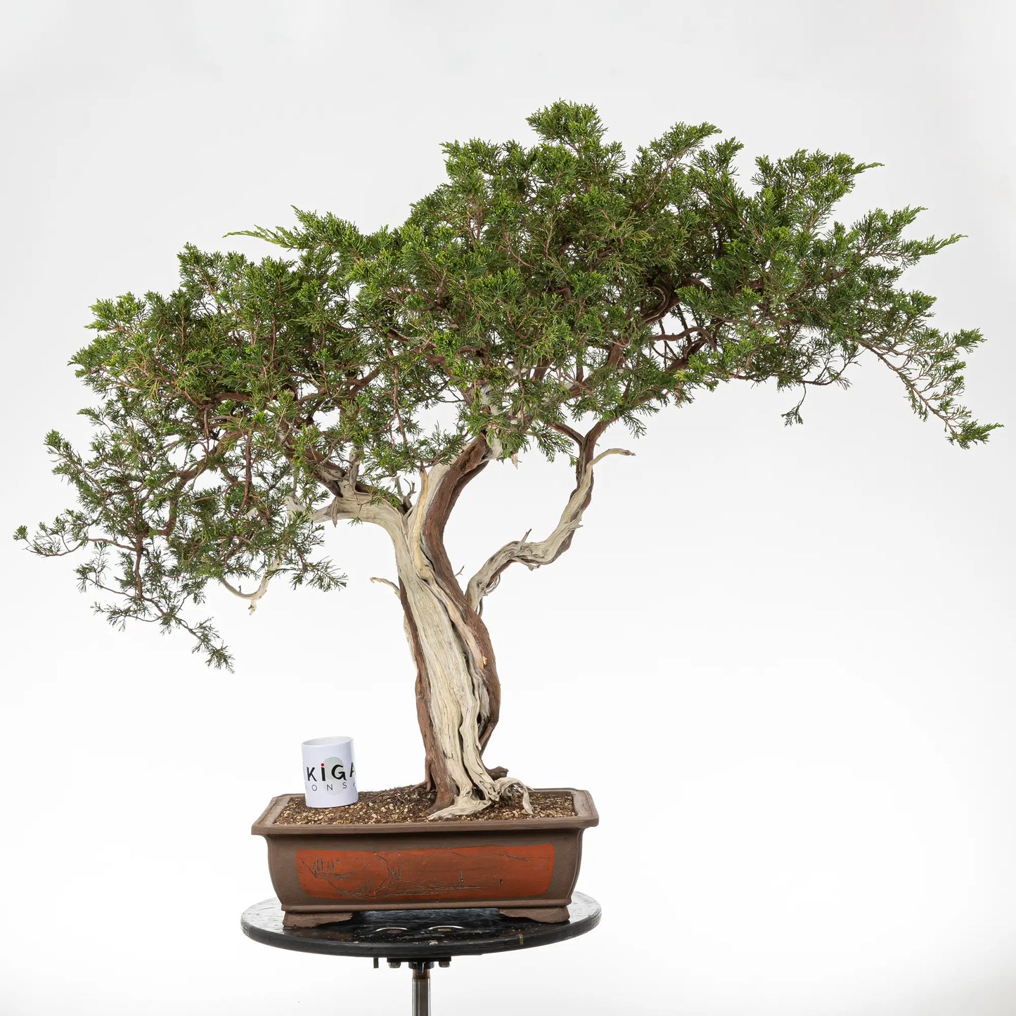 comparativa de tamaño de bonsai yamadori de juniperus sabina con una taza de café de la tienda ikigai bonsai.