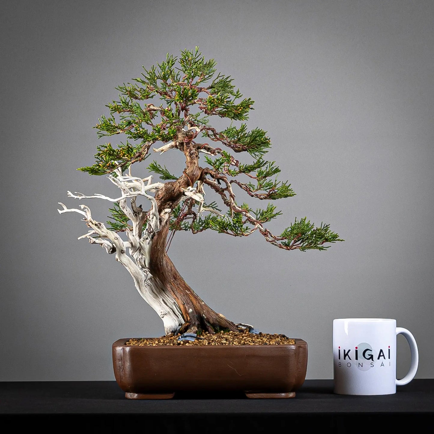 Comparativa de tamaño de bonsai yamadodri kifu con una taza de café de la tienda ikigai bonsai