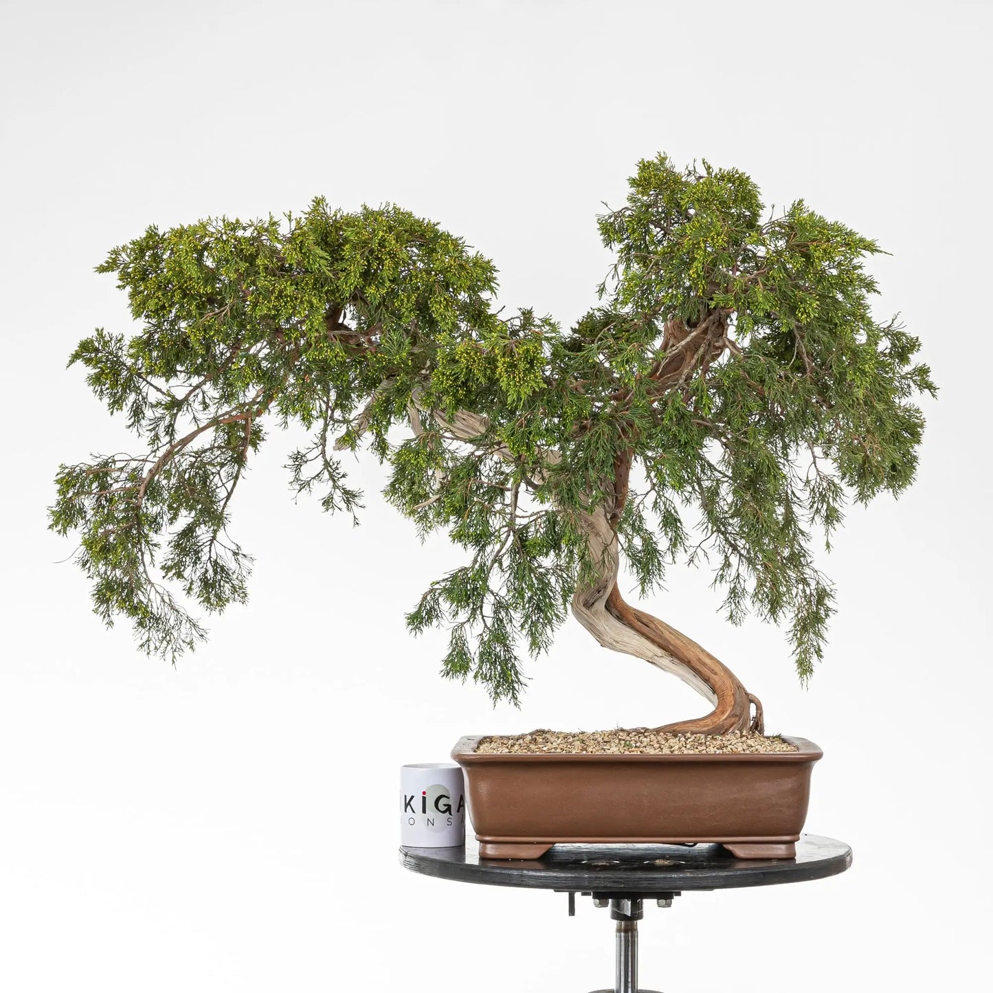 Frente de bonsái de juniperus sabina junto a taza de café de la tienda ikigai bonsai para la comparativa de tamaño.
