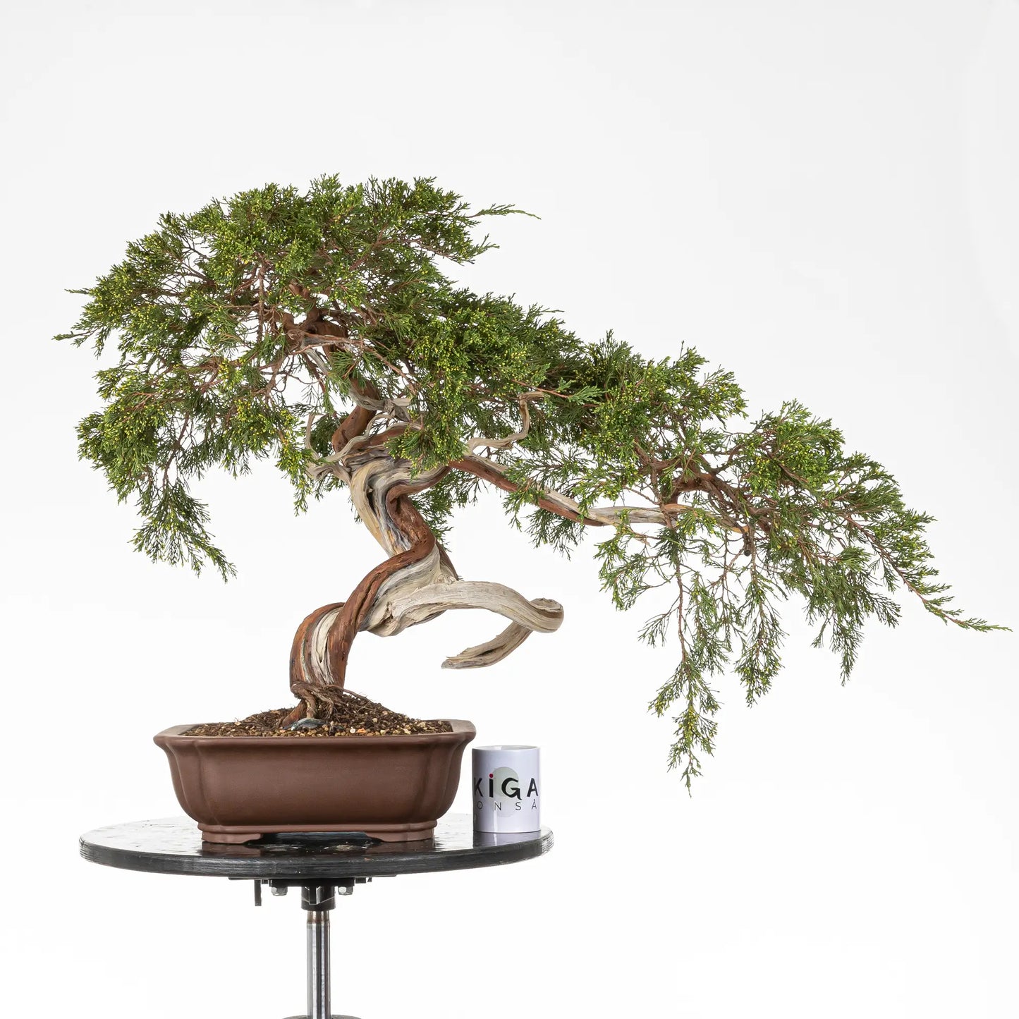 Comparativa de tamaño de bonsai yamadori de juniperus sabina conuna taza de café de la tienda ikigai bonsai