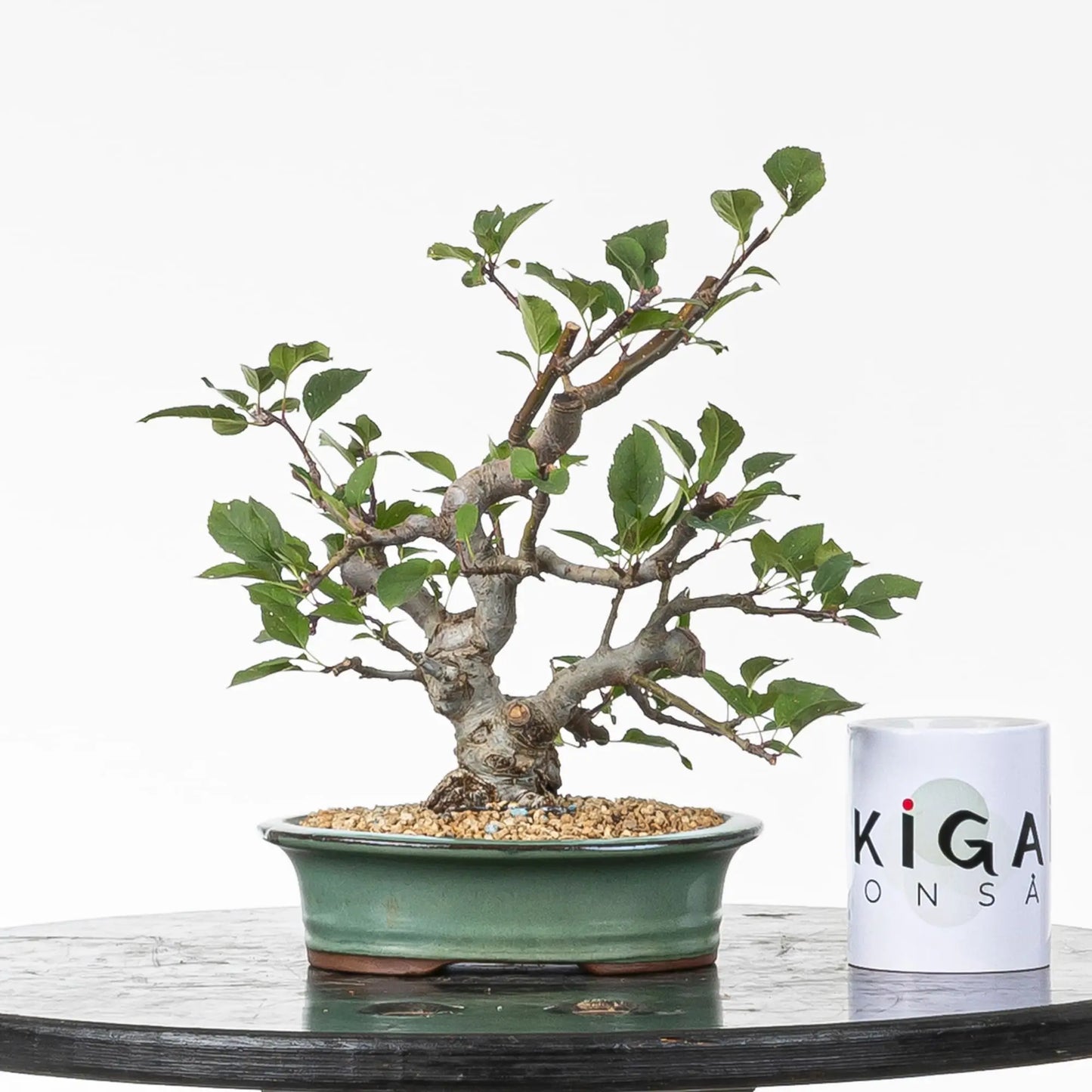 Comparativa de tamaño de bonsai de manzano con una taza de la tienda ikigai bonsái