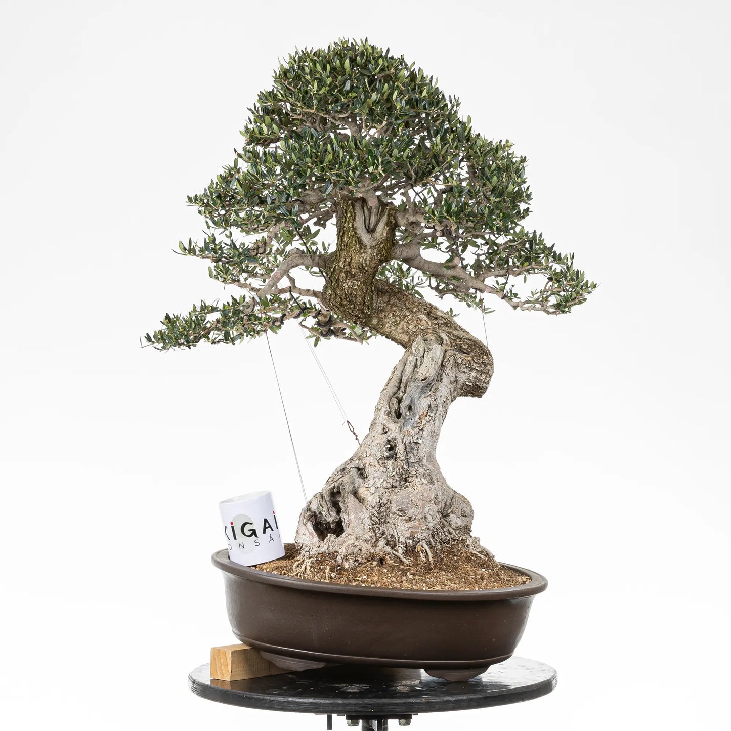 Comparativa de tamaño de un bonsai de olivo con una taza de café de la tienda ikigai bonsai