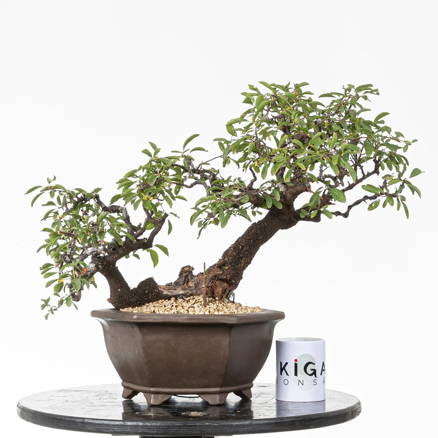 Comparativa de tamaño de bonsai de prunus spinosa con una taza de la tienda ikigai bonsai