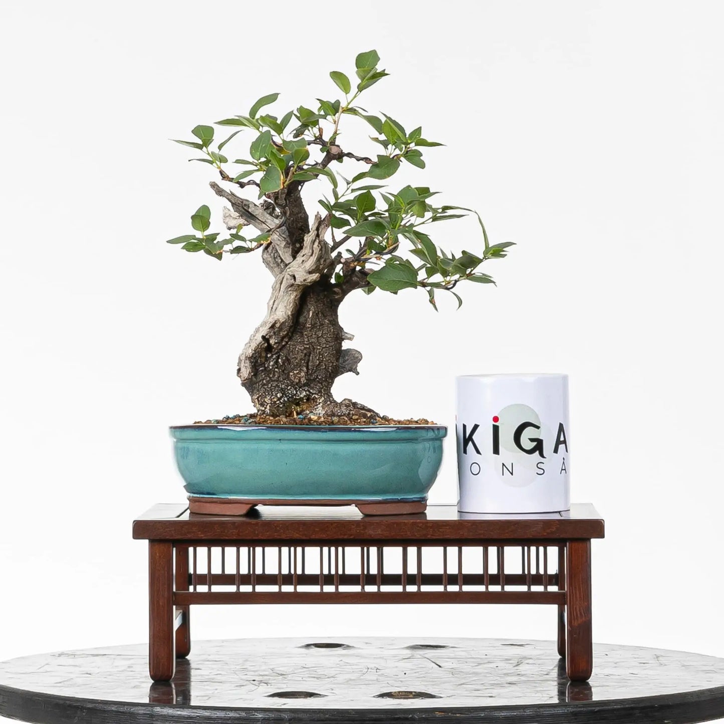 Comparativa de tamaño de bonsai de prunus con taza de café de la tienda ikigai bonsái.