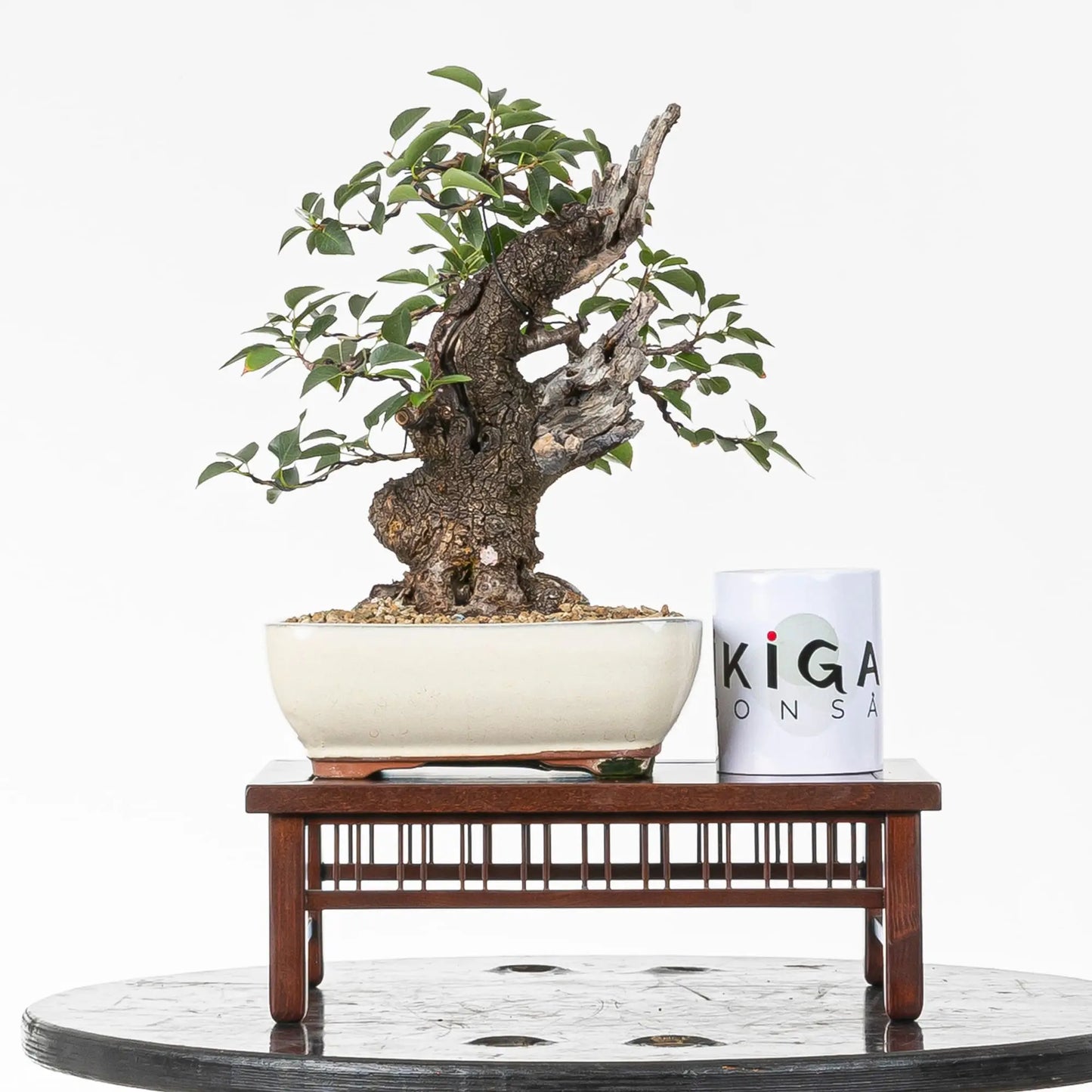 Comparativa de tamaño de bonsai de prunus mahaleb con taza de café de la tienda ikigai bonsai.