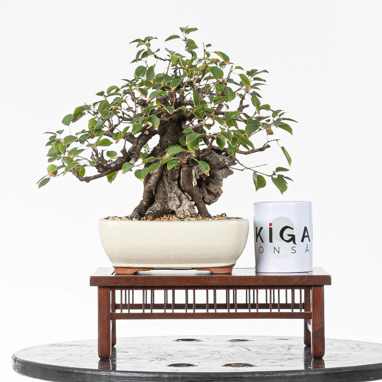 Comparativa de tamaño de bonsai de prunus con una taza de la tienda ikigai bonsai.