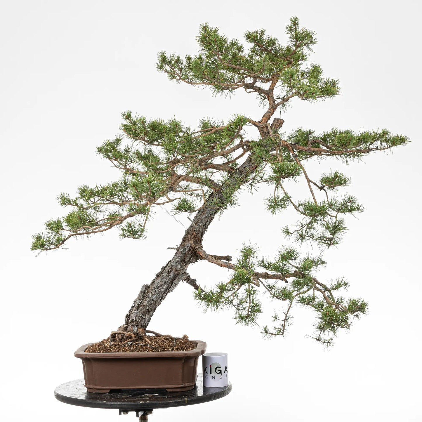 Comparativa de tamaño de un bonsai de pinus sylvestris con una taza de café de latienda ikigai bonsai.