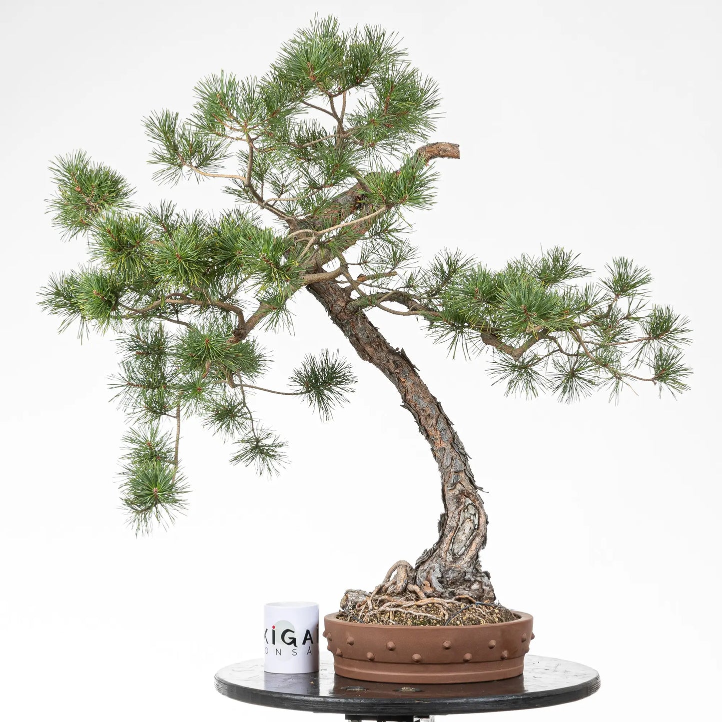 Comparativa de tamaño de bonsai de pino silvestre con una taza de la tienda de ikigai bonsai.
