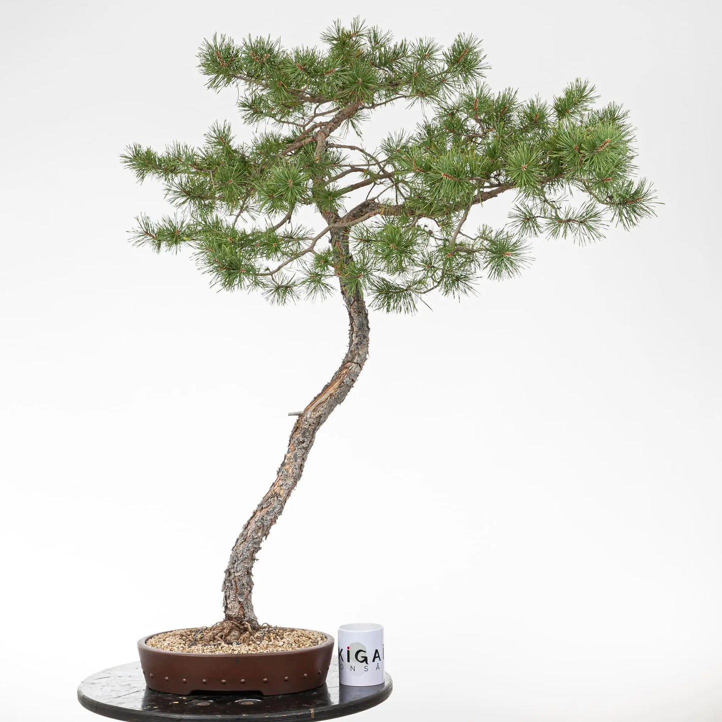 Comparativa de tamaño de un bonsai de pino silvestris con una taza de café de la tienda de ikigai bonsai en Madrid