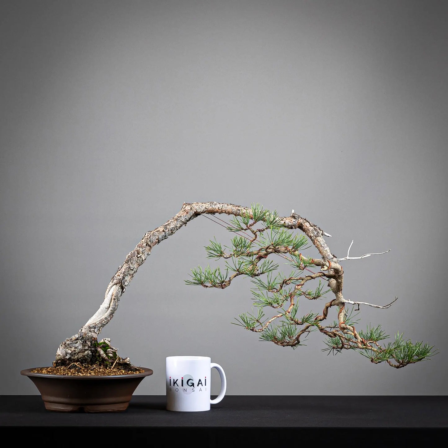 Comparativa de tamaño de bonsai de pinus sylvestris de tamaño kifu con una taza de café de la tienda ikigai bonsái.