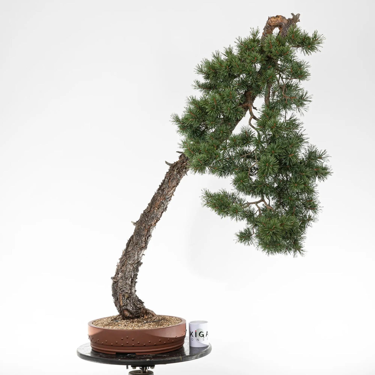 Comparativa de tamaño de bonsai de pinus sylvestris con una taza de café de la tienda de ikigai bonsai.