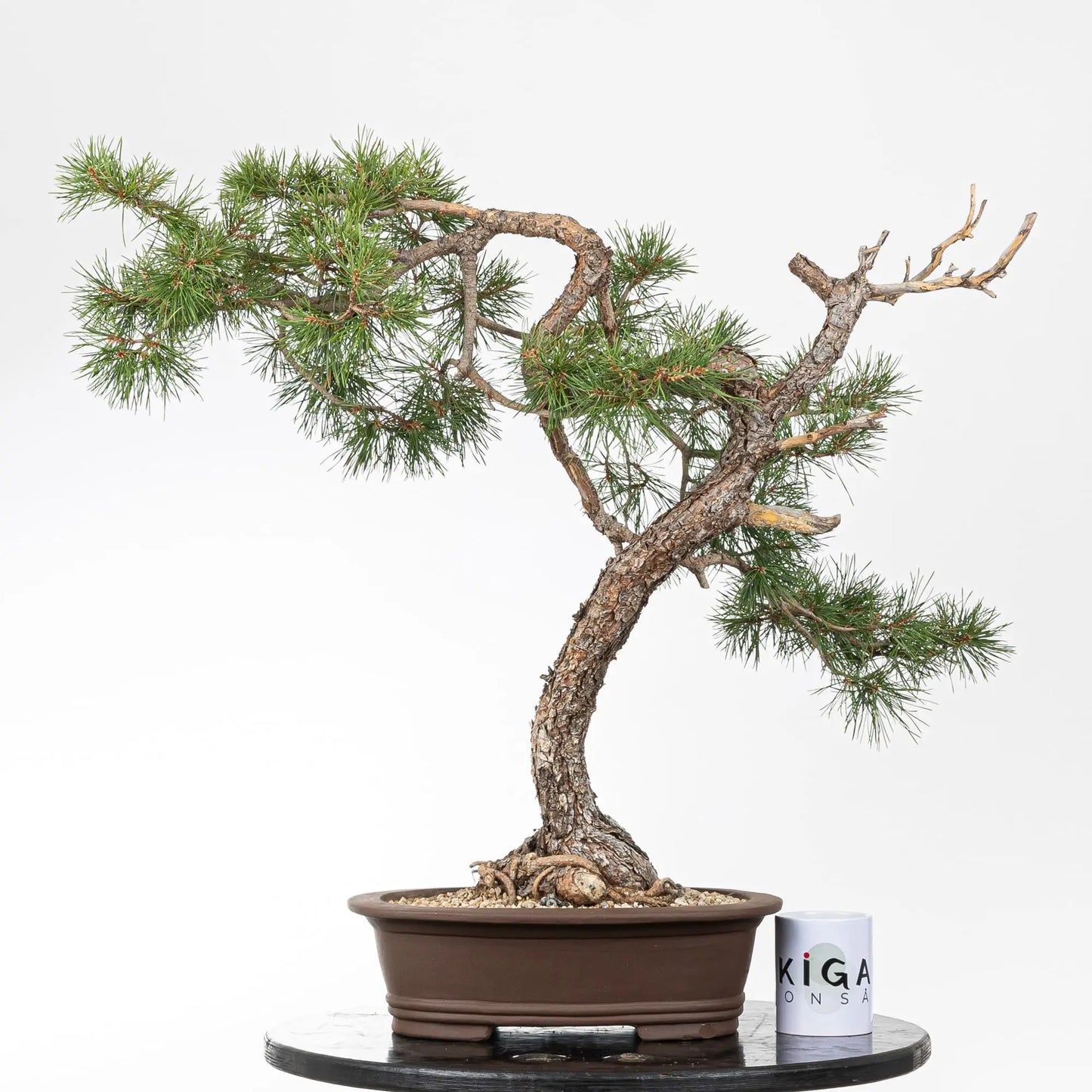 Comparativa de tamaño de bonsai de pino silvestre con una taza de la tienda ikigai bonsái.