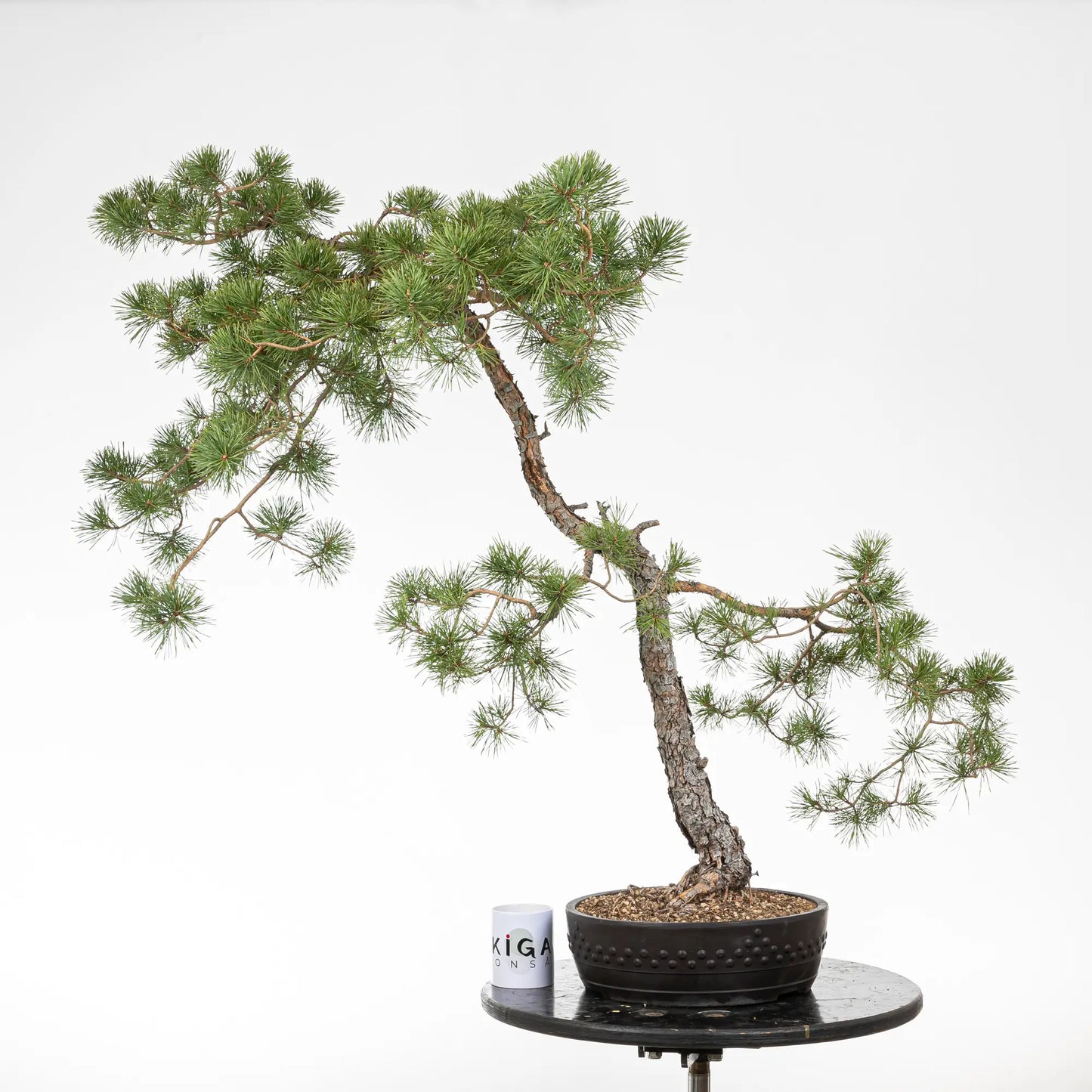 Comparativa de tamaño de un bonsai de pino silvestris con una taza de café de la tienda de ikigai bonsái.