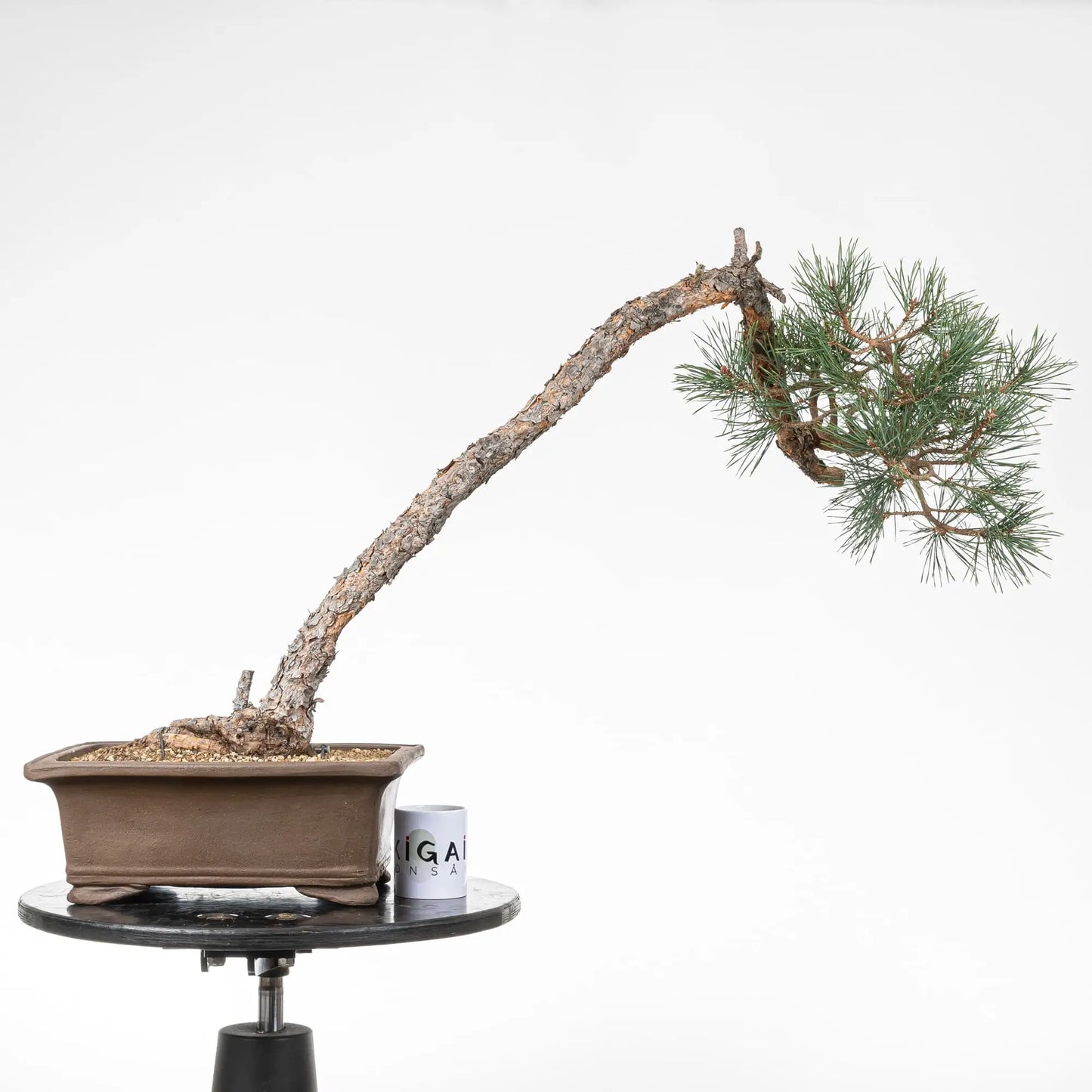 Comparativa de tamaño de bonsai con una taza de café