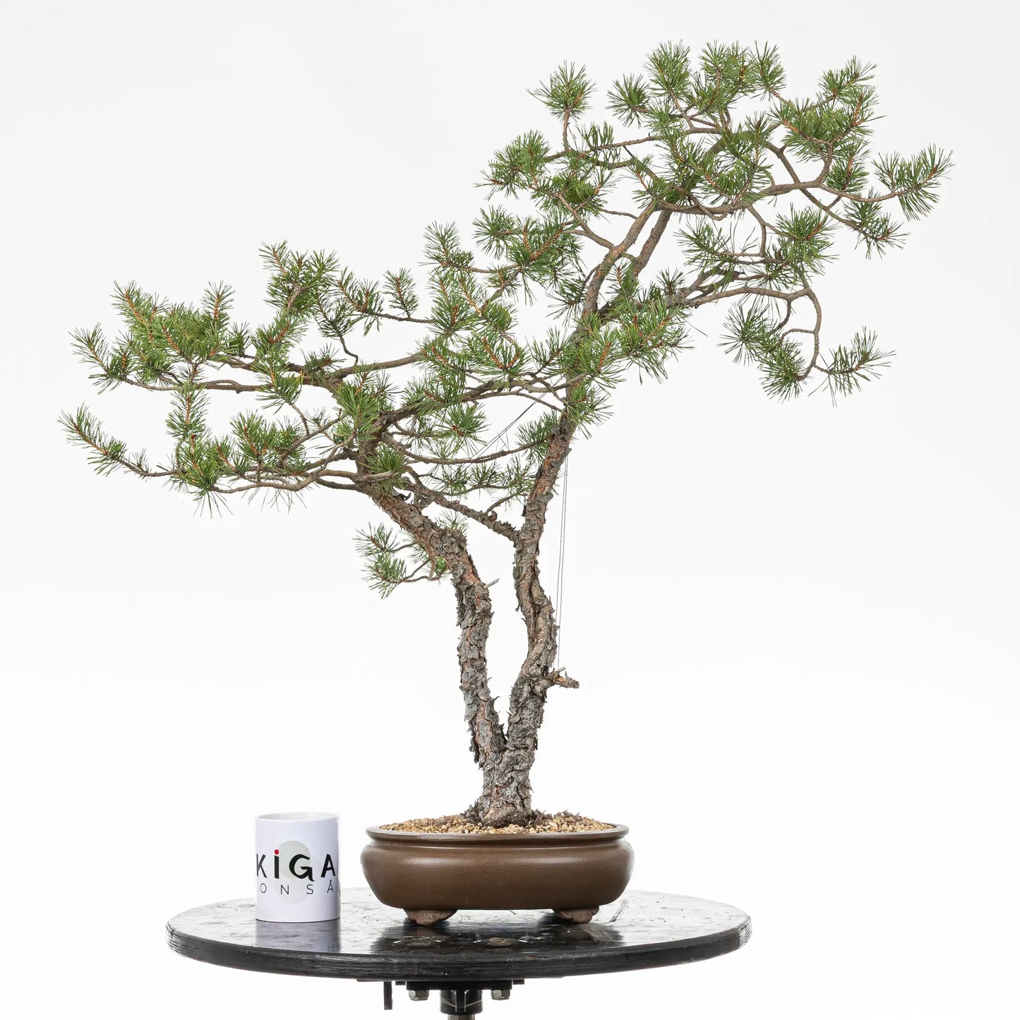 Comparativa de tamaño de un bonsai de doble tronco con una taza de café de la tienda de ikigai bonsai.