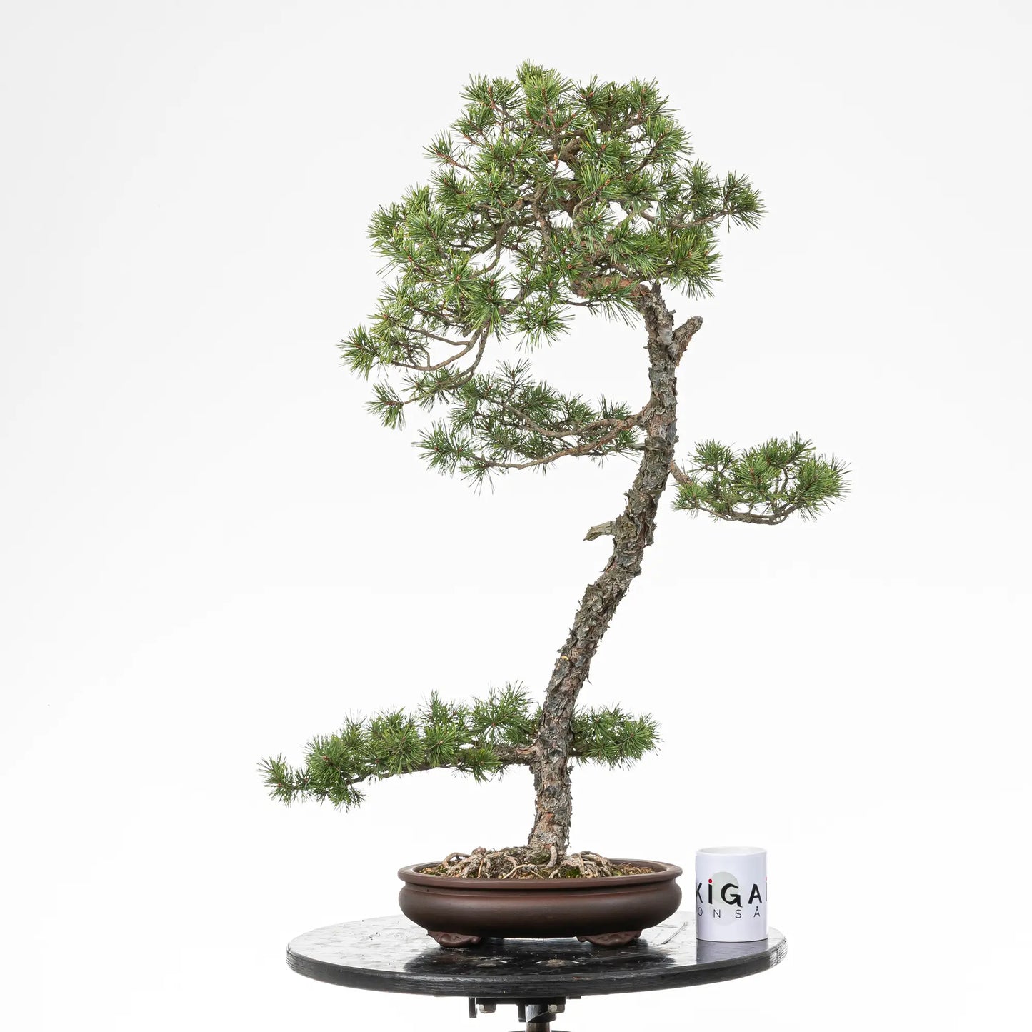 Comparativa de tamaño de bonsai yamadori de pino silvestre con una taza de café de la tienda de ikigai bonsai.