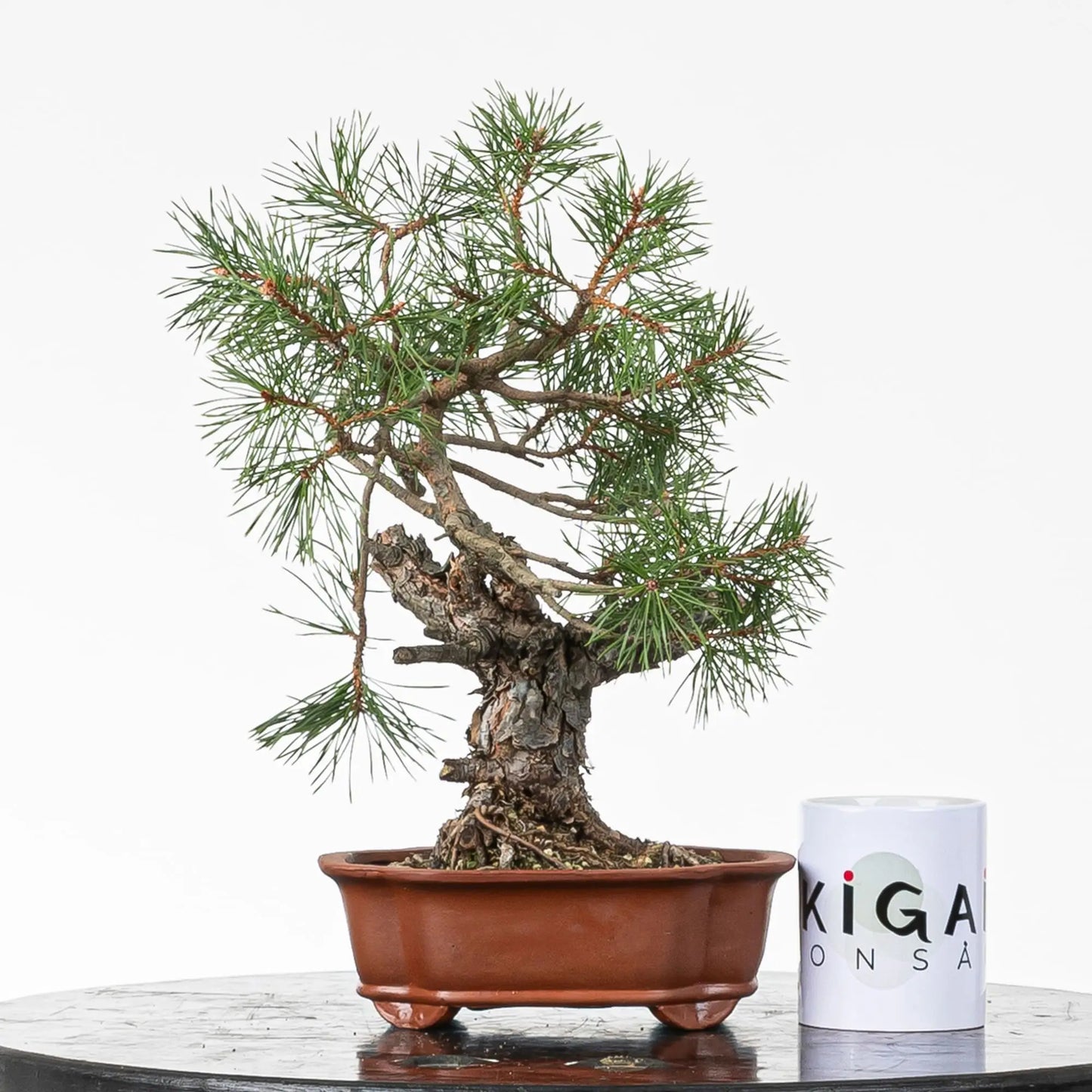 Comparativa de tamaño de bonsai de pino silvestre con una taza de la tienda de ikigai bonsai.