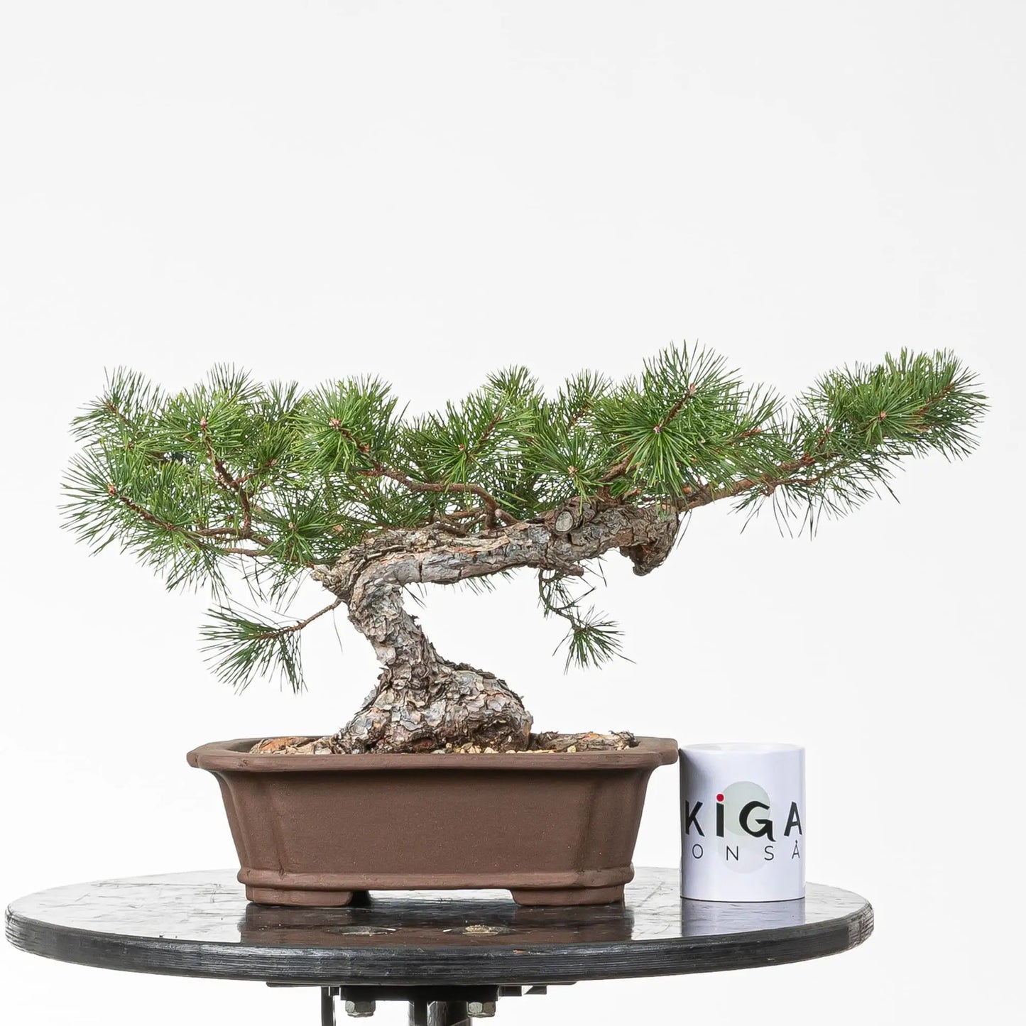 Comparativa de tamaño de bonsai de pino silvestre con taza de café de la tienda ikigai bonsai