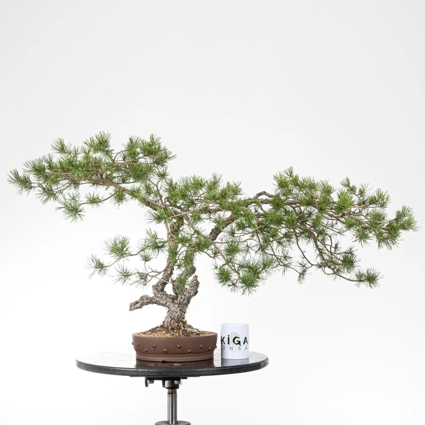 Comparativa de tamaño de pino silvestre con una taza de café