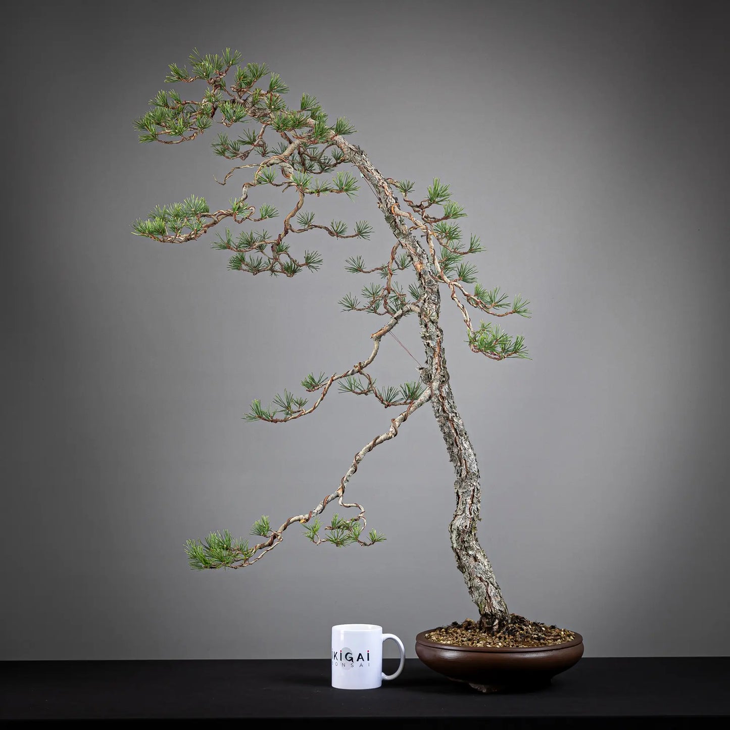 Comparativa de tamaño de un bonsai yamadori de pinus sylvestris con una taza de la tienda ikigai bonsai.