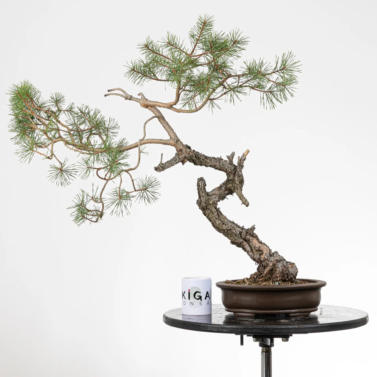 Comparativa de tamaño de bonsai yamadori de pino silvestris con una taza de café de la tienda de ikigai bonsai.