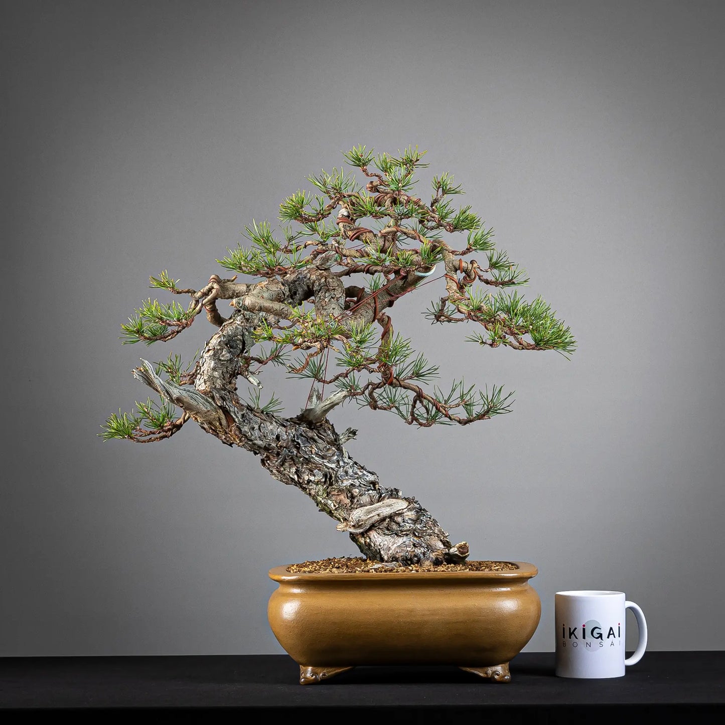 Comparativa de tamaño de bonsai yamadori de pinus sylvestris de tamaño chuhin con una taza de café de la tienda ikigai bonsai.