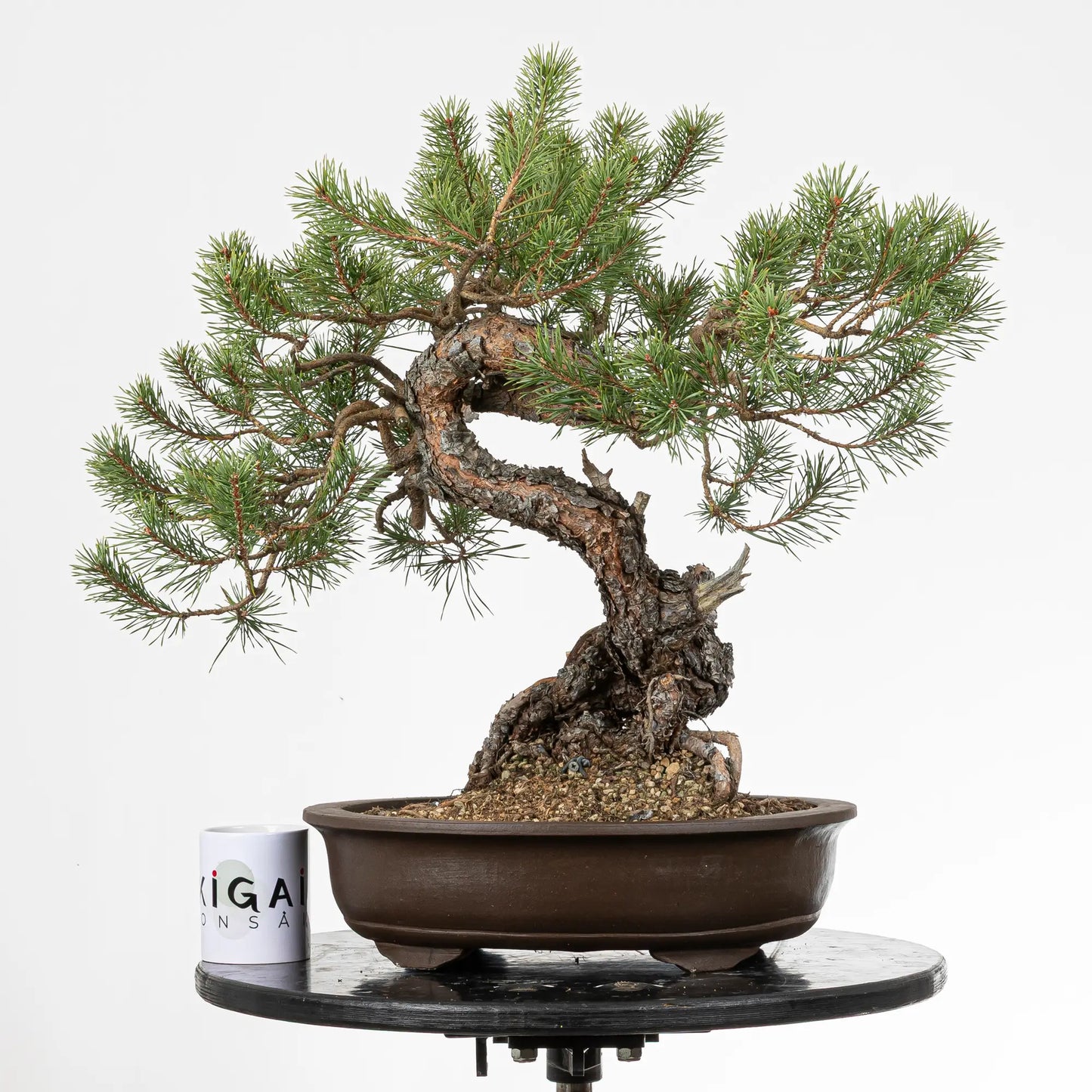 Comparativa de tamaño de bonsai yamadori de pinus silvestris con una taza de la tienda de ikigai bonsai.