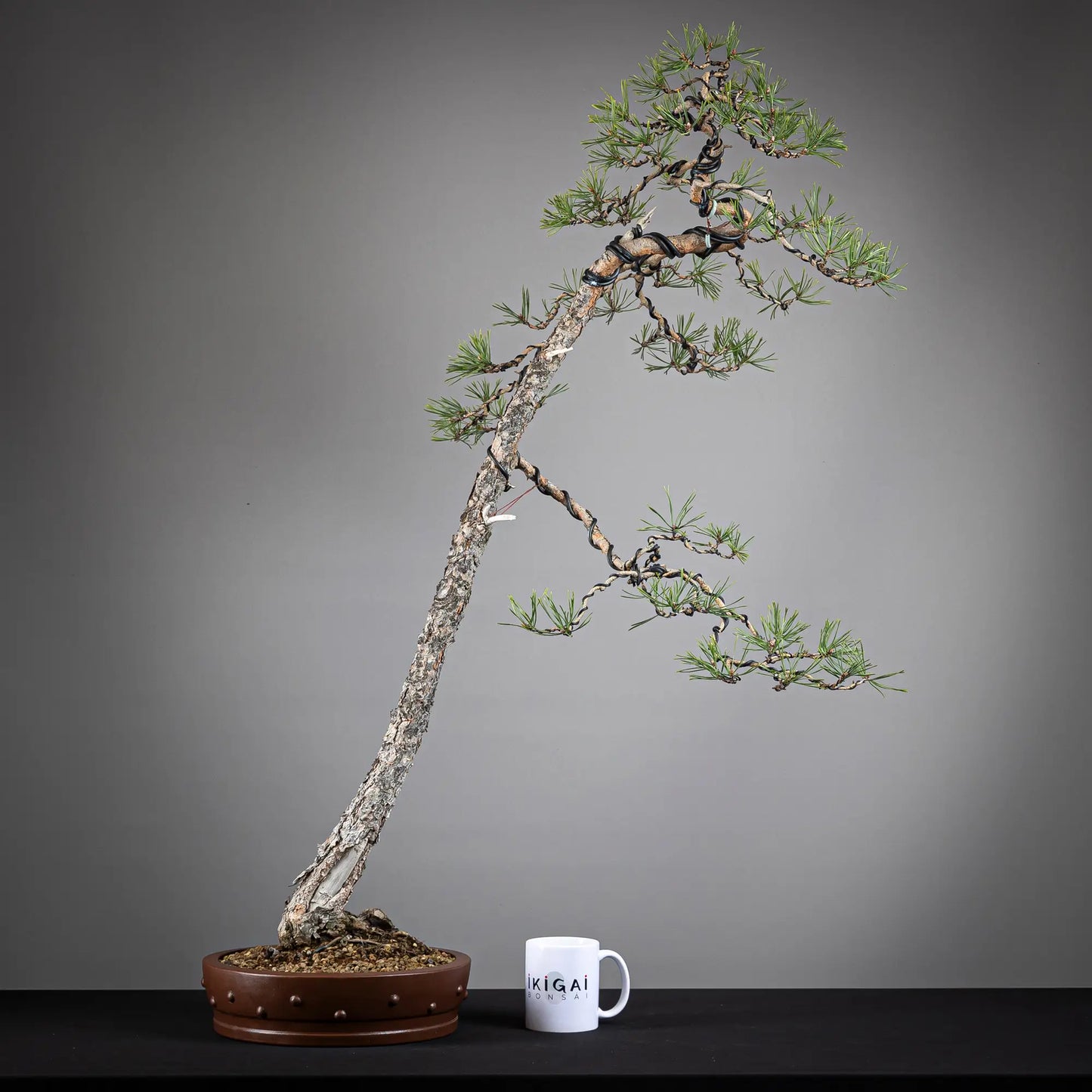Comparativa de tamaño de bonsai yamadori de pinus sylvestris con taza de café de la tienda ikigai bonsai.
