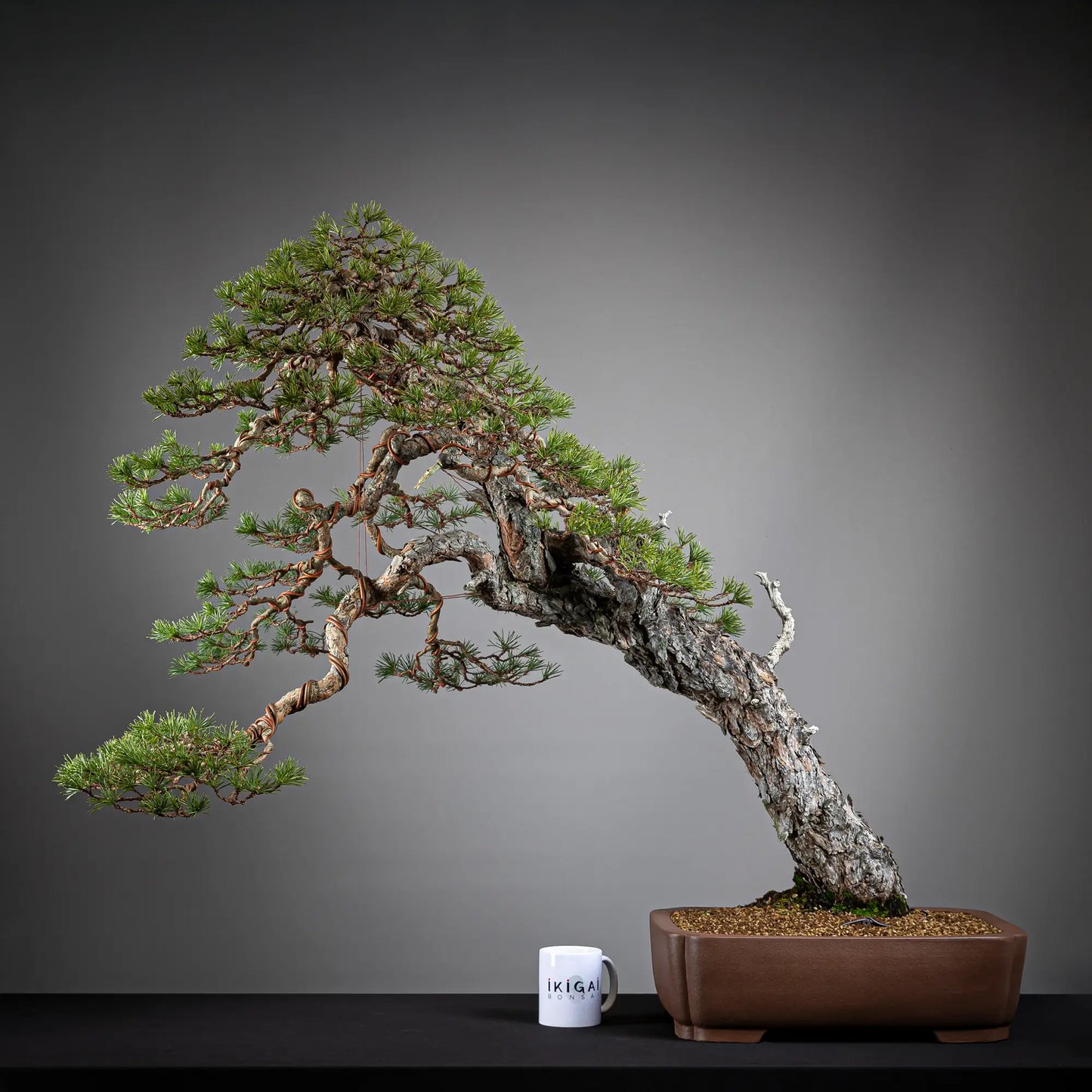 Comparativa de tamaño de bonsai yamadori de pinus sylvestris de tamaño dai con una taza de café de la tienda ikigai bonsái.
