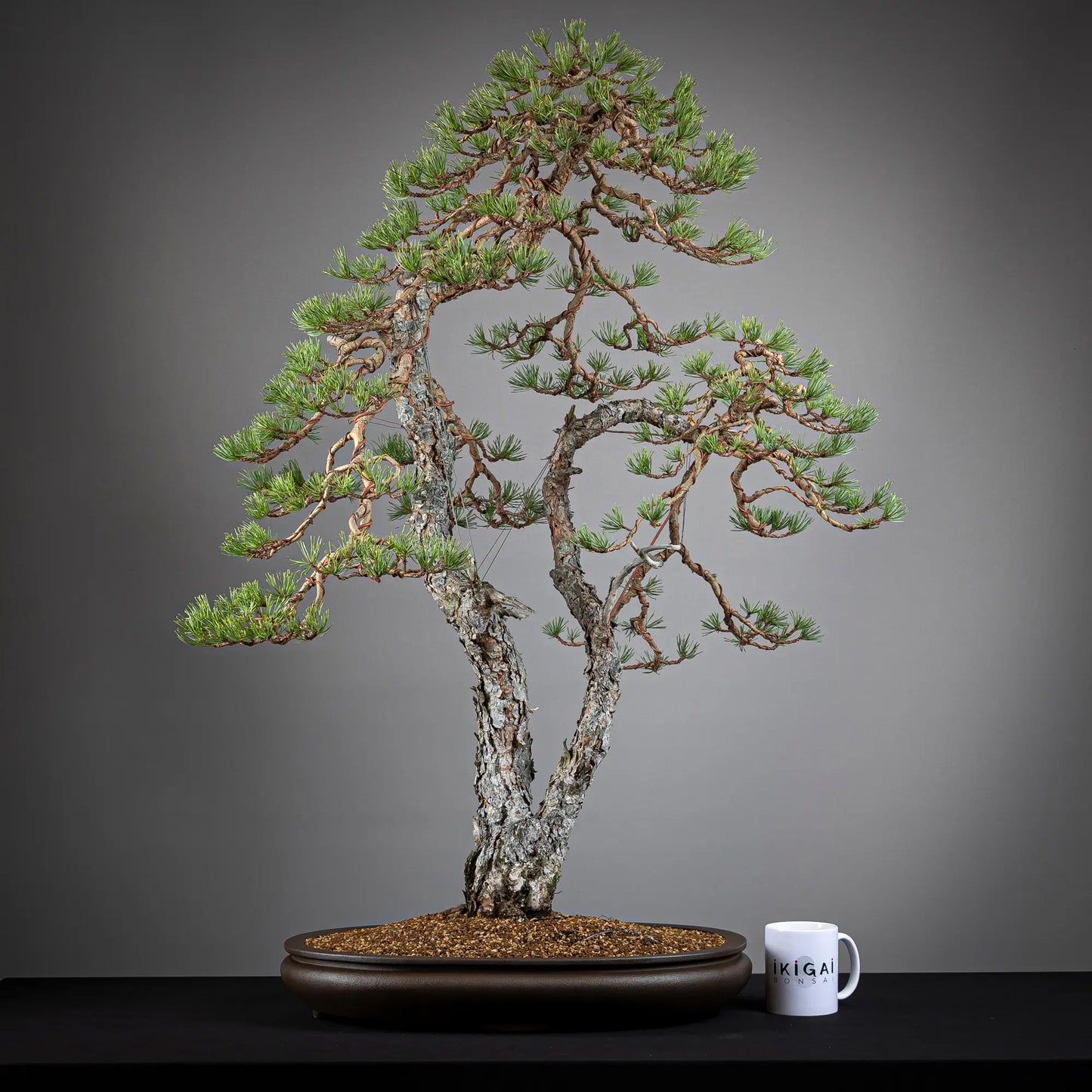 Comparativa de tamaño de bonsai yamadori de pinus sylvestris de tamaño dai con una taza de café de la tienda ikigai bonsái.