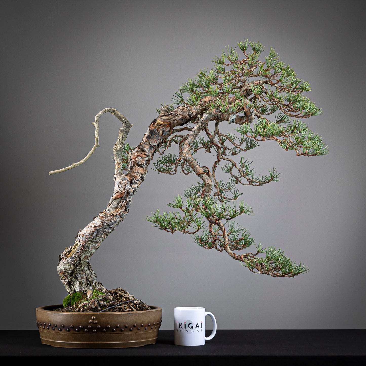 Comparativa de tamaño de bonsai yamadori de pinus sylvestris de tamaño dai con una taza de café de la tiena ikigai bonsai.