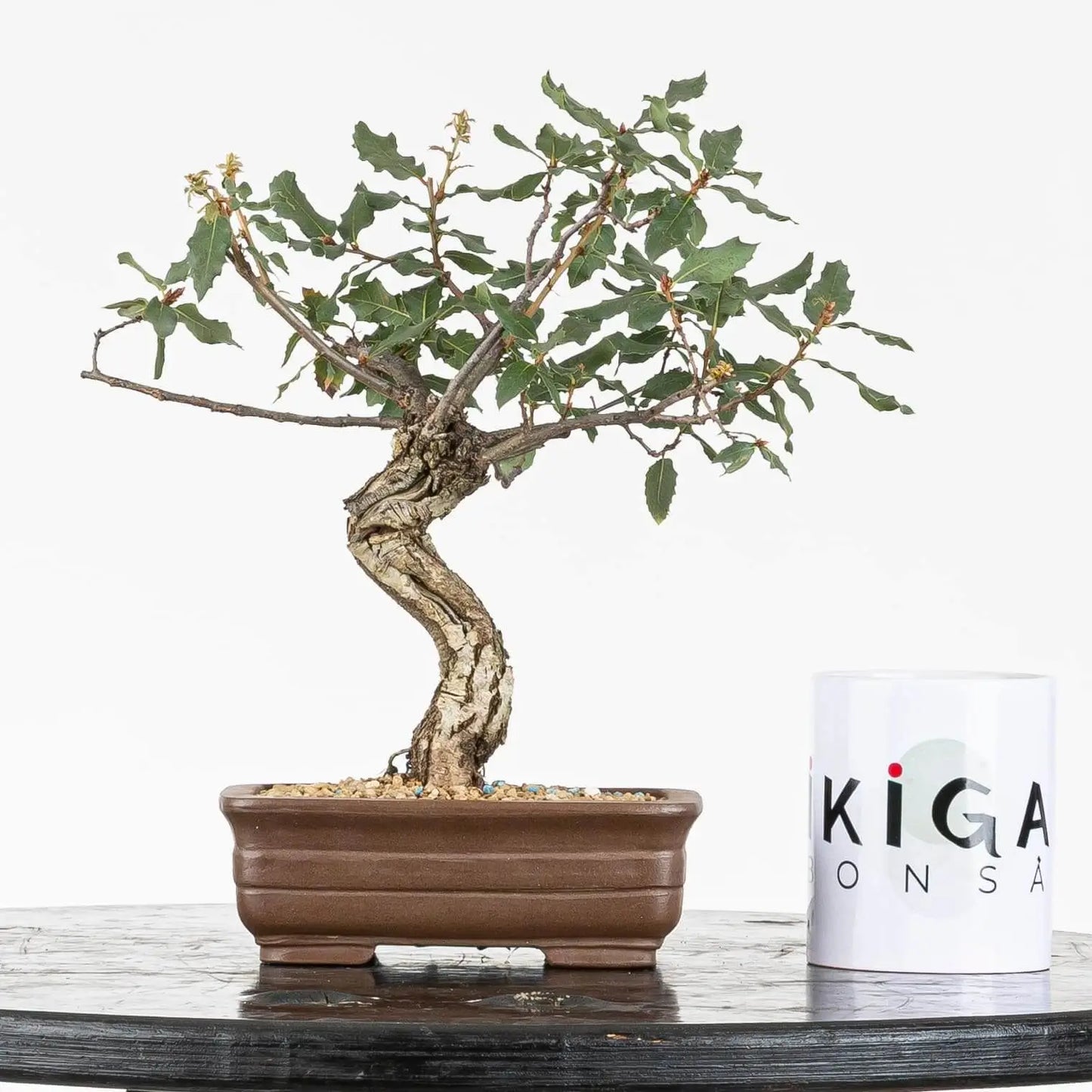 Comparativa de tamaño de bonsái de roble con taza ikigai bonsái.