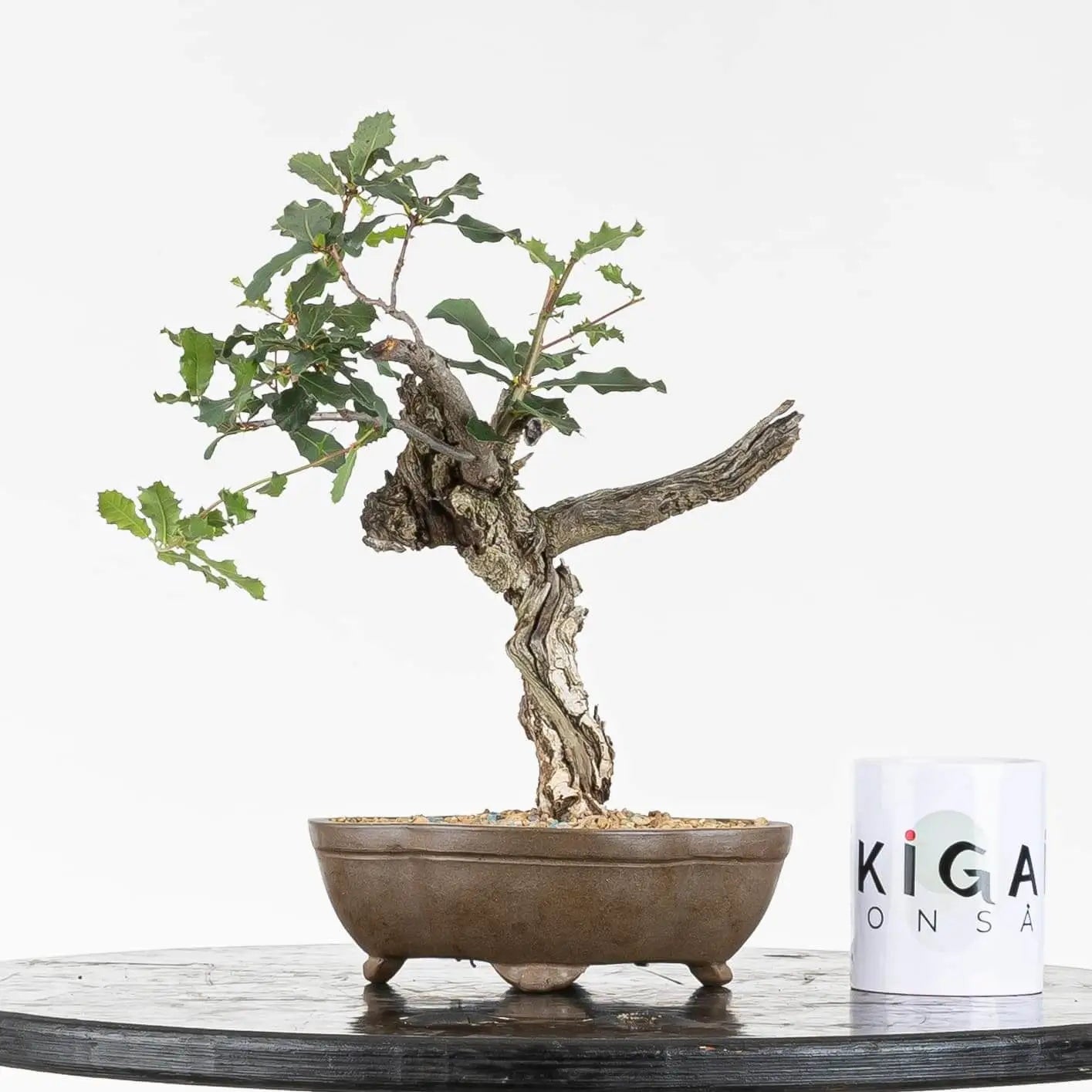 Comparativa de tamaño de bonsai de roble con taza de ikigai bonsái.