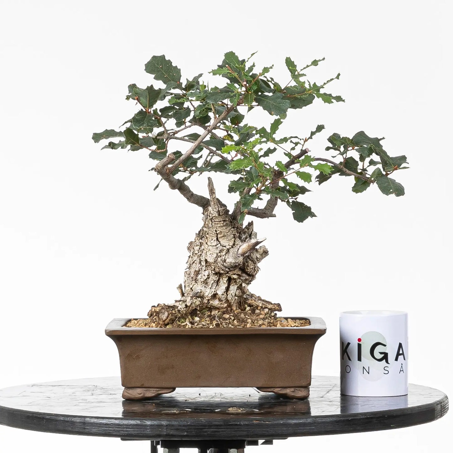 Comparativa de tamaño de bonsai de roble con una taza de ikigai bonsái.