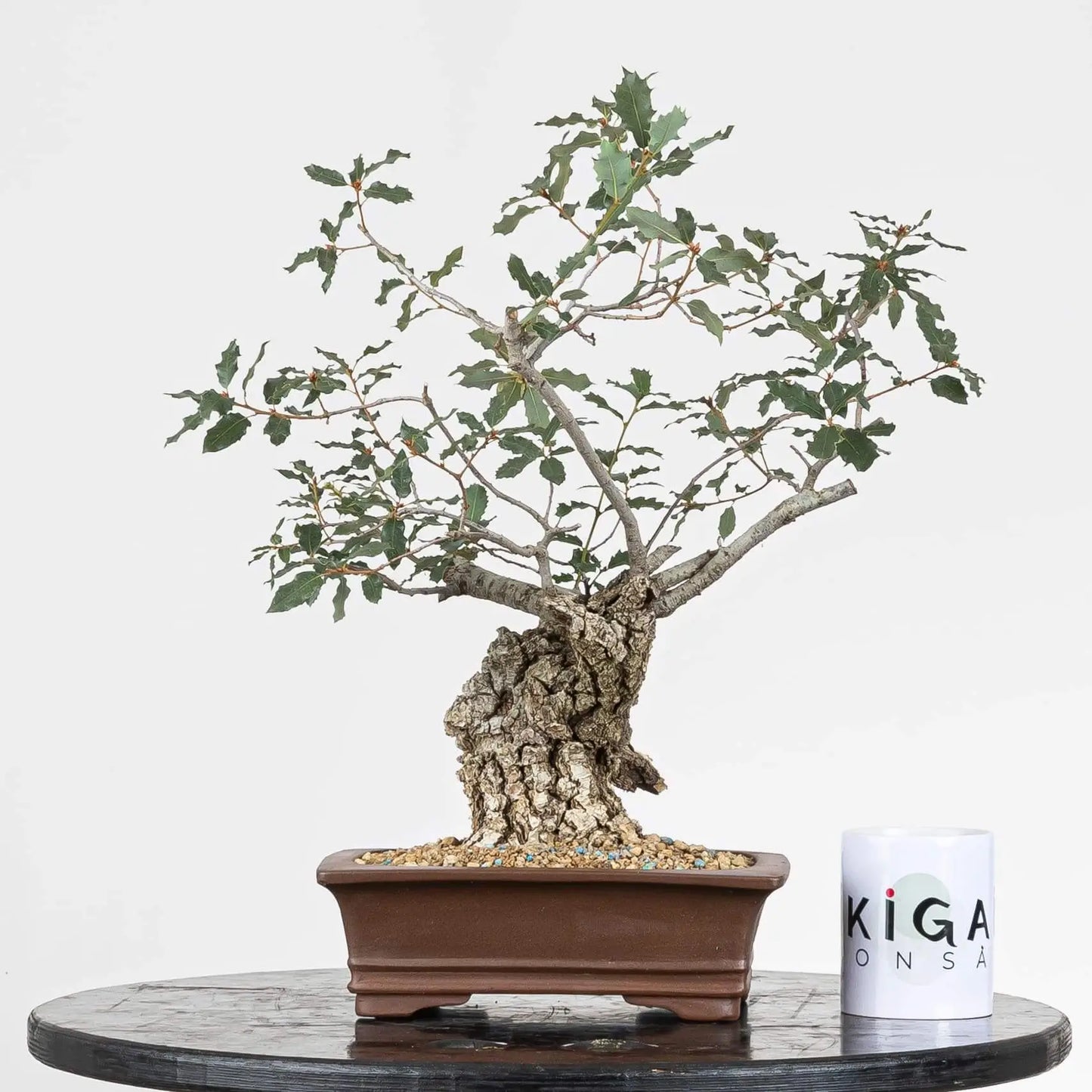 Comparativa de tamaño del bonsái con una taza de café de ikigai bonsai.