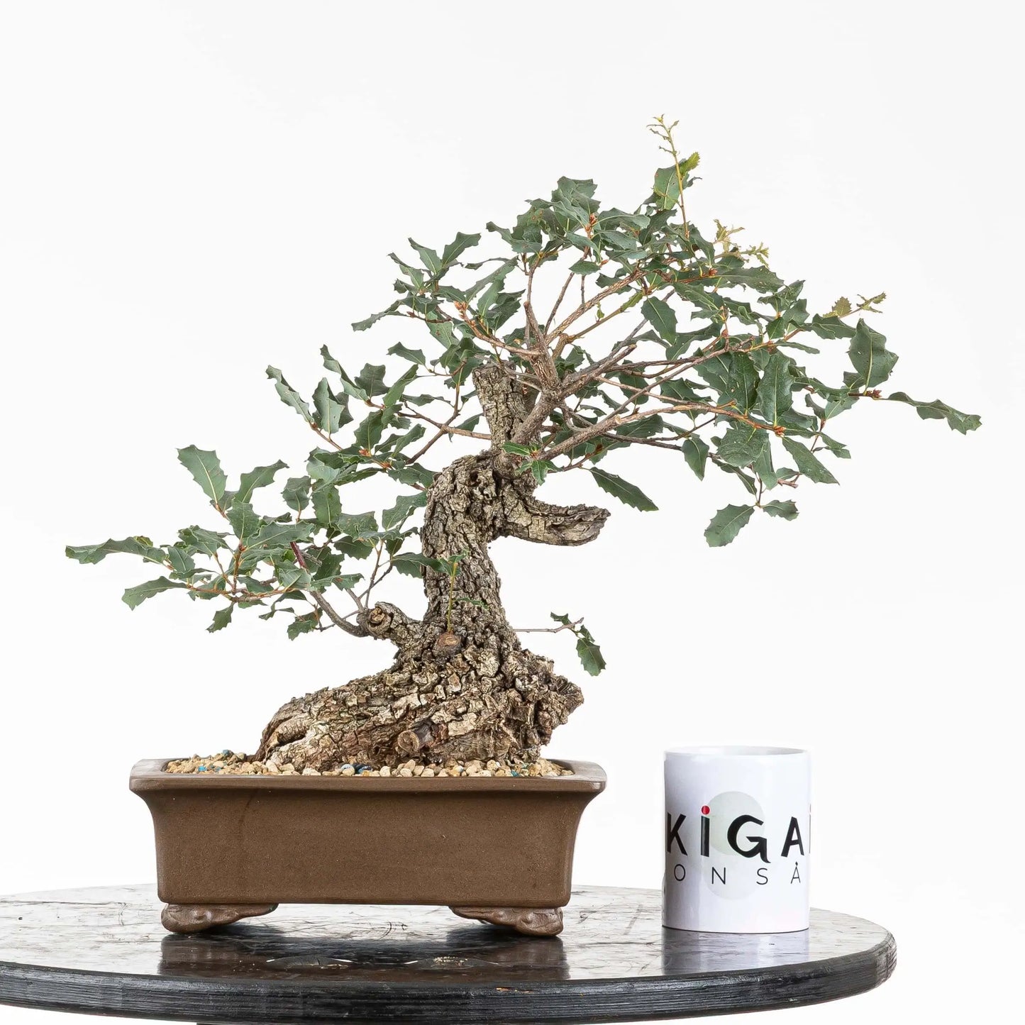 Comparativa de tamaño de bonsai talla kifu o shohin con una taza de la tienda de ikigai bonsai. Maceta rectangular color marrón de origen chino yixing