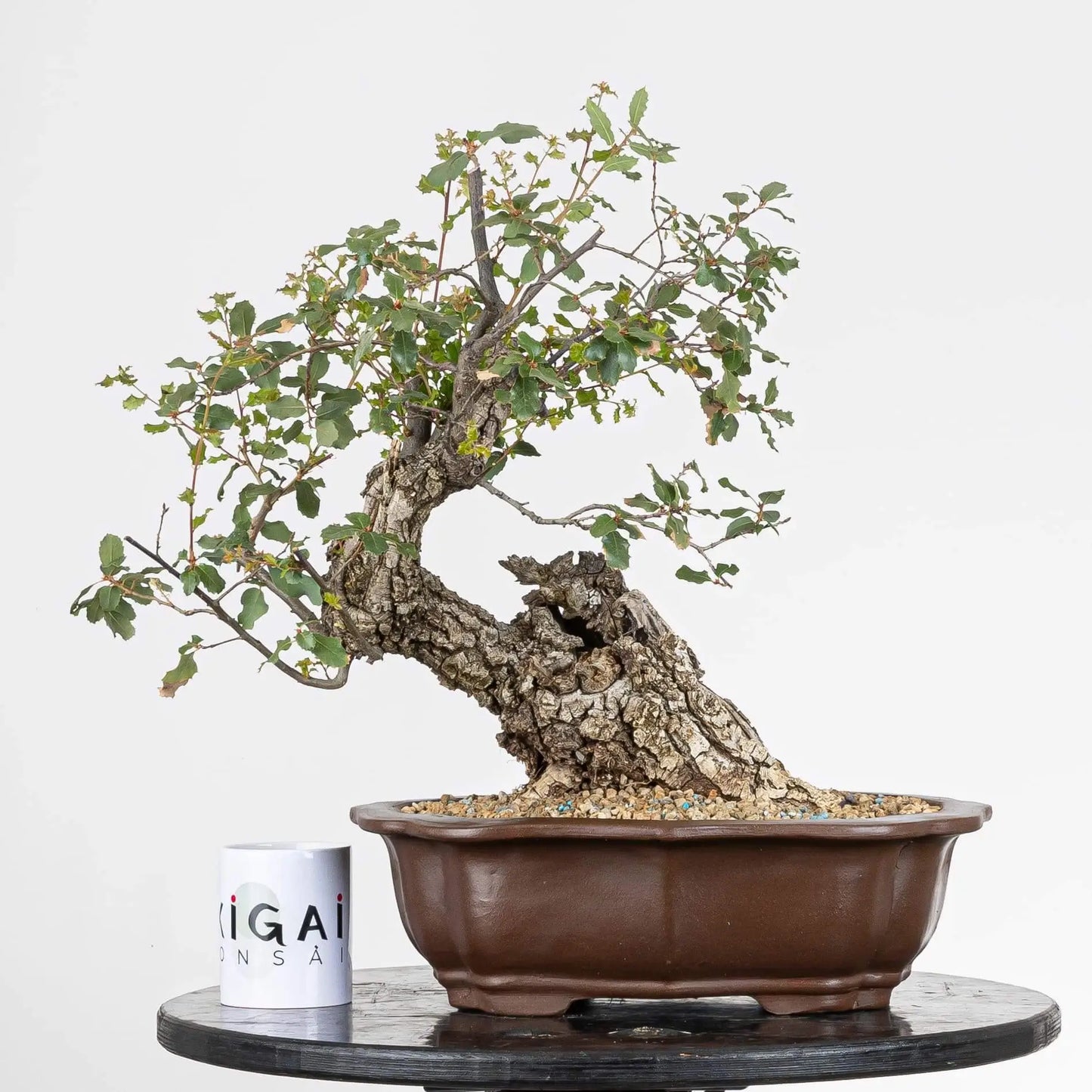 Comparativa de tamaño de bonsai de roble con una taza de ikigai bonsai