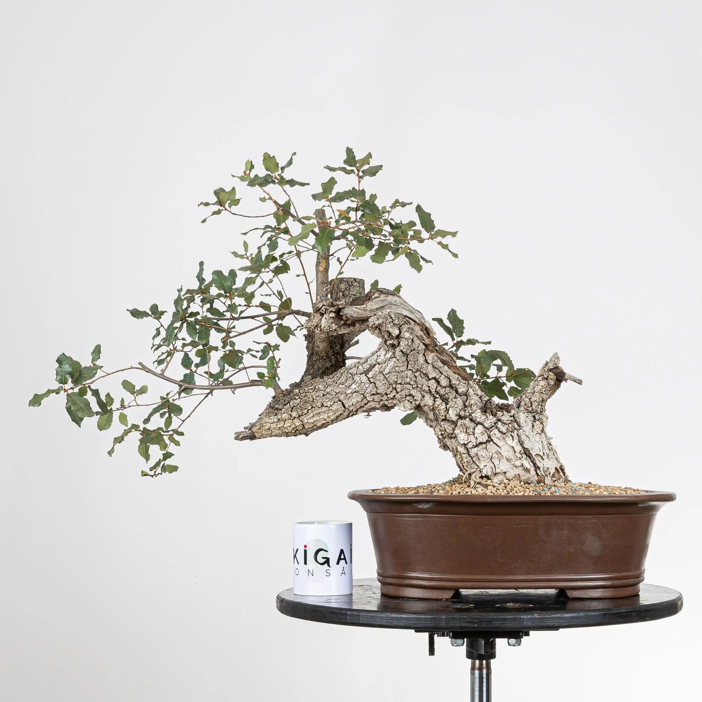 Comparativa detamaño de bonsai co una taza