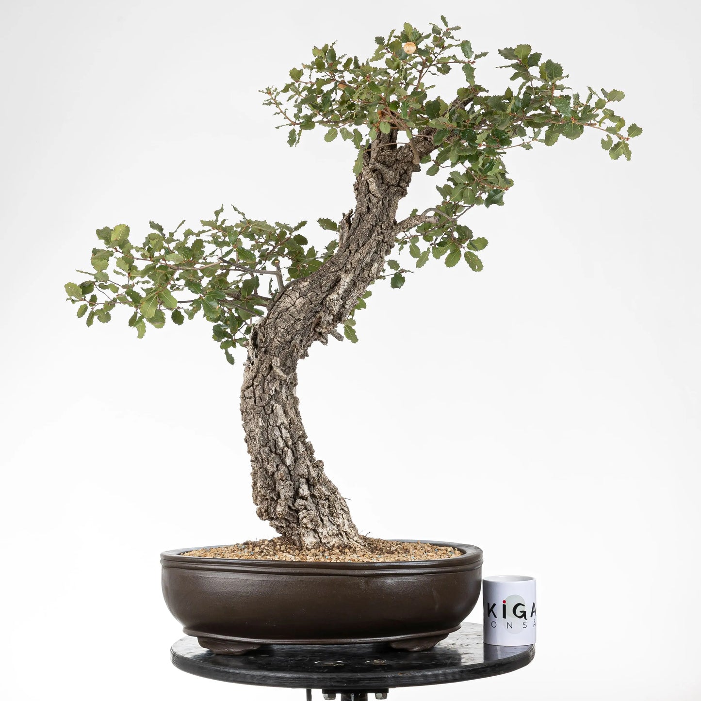 Comparativa de tamaño de bonsai de roble con una taza de la tienda ikigai bonsái