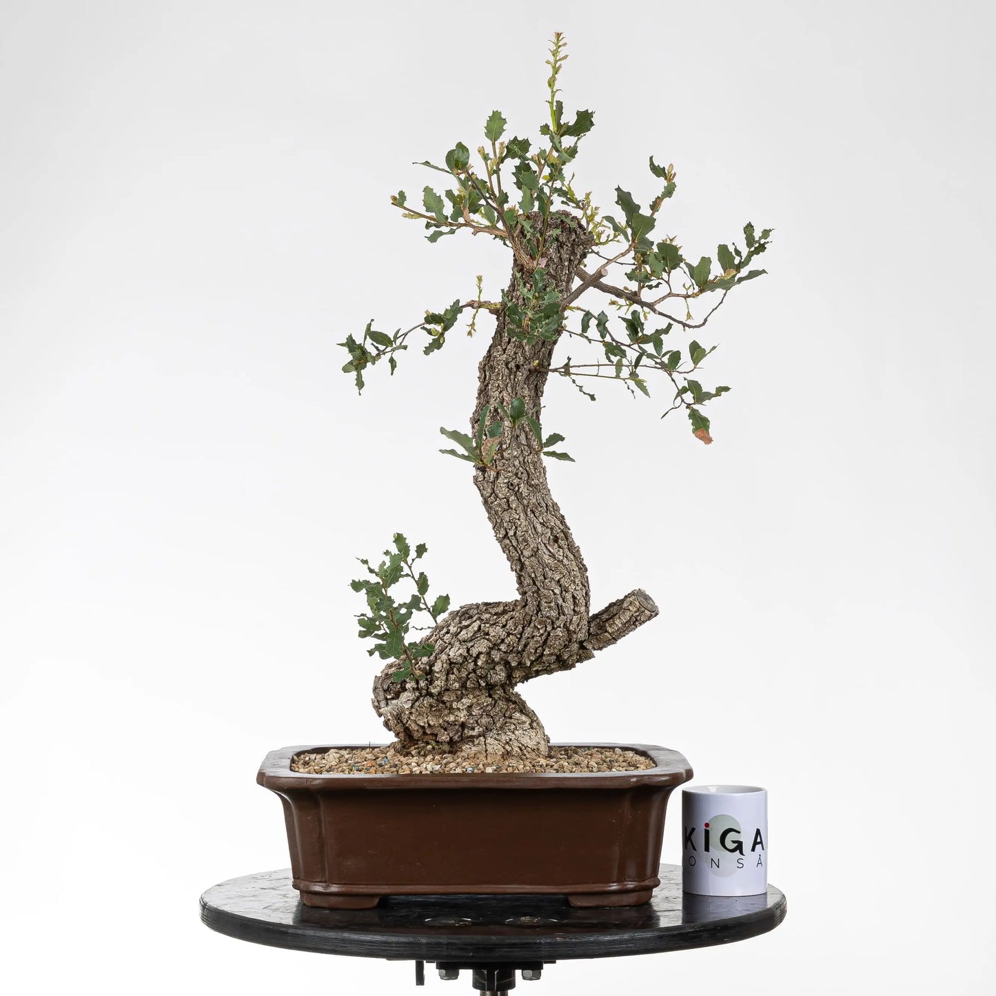 Comparativa de tamaño de bonsái de quejigo y taza de ikigia bonsái.