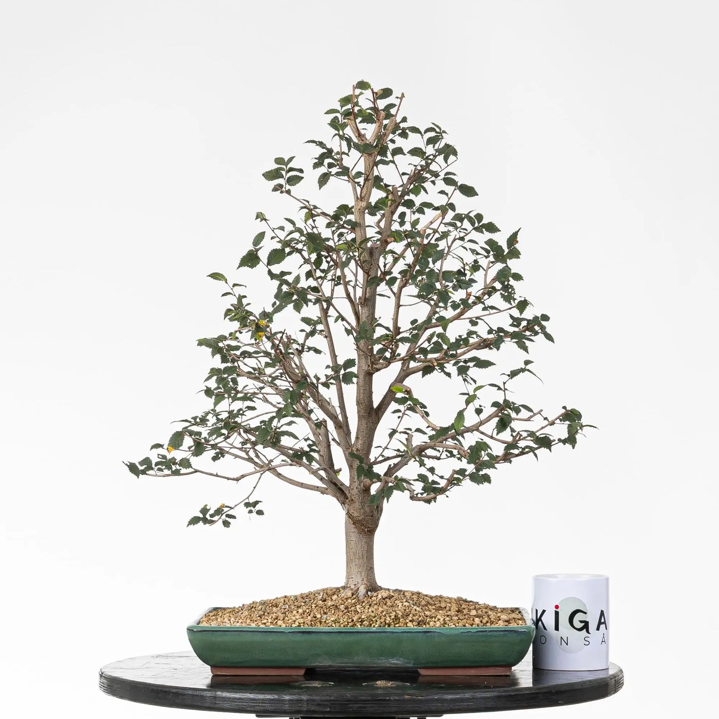 Comparativa de tamño de bonsai de olmo común