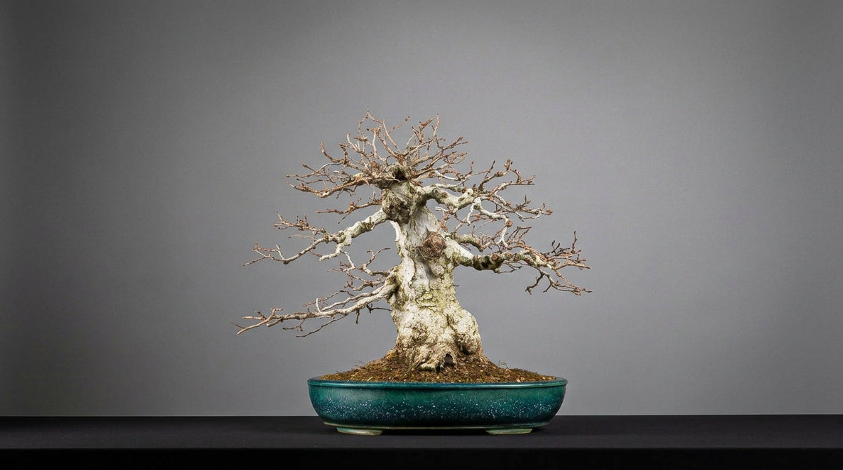 Frente de bonsai de Carpe coreano estilo moyogi tamaño dai. Plantado pomice akadama maceta shuho de tokoname